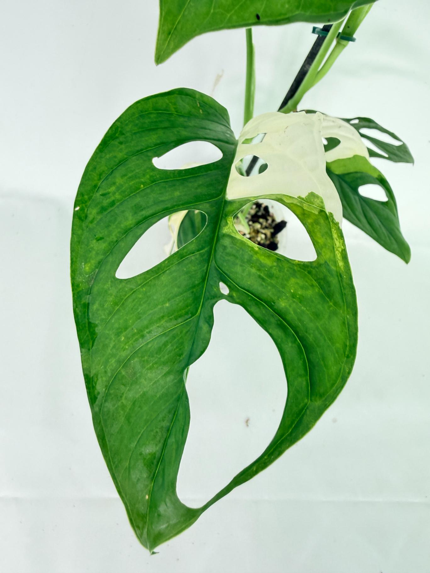 Monstera Adansonii Variegata 04