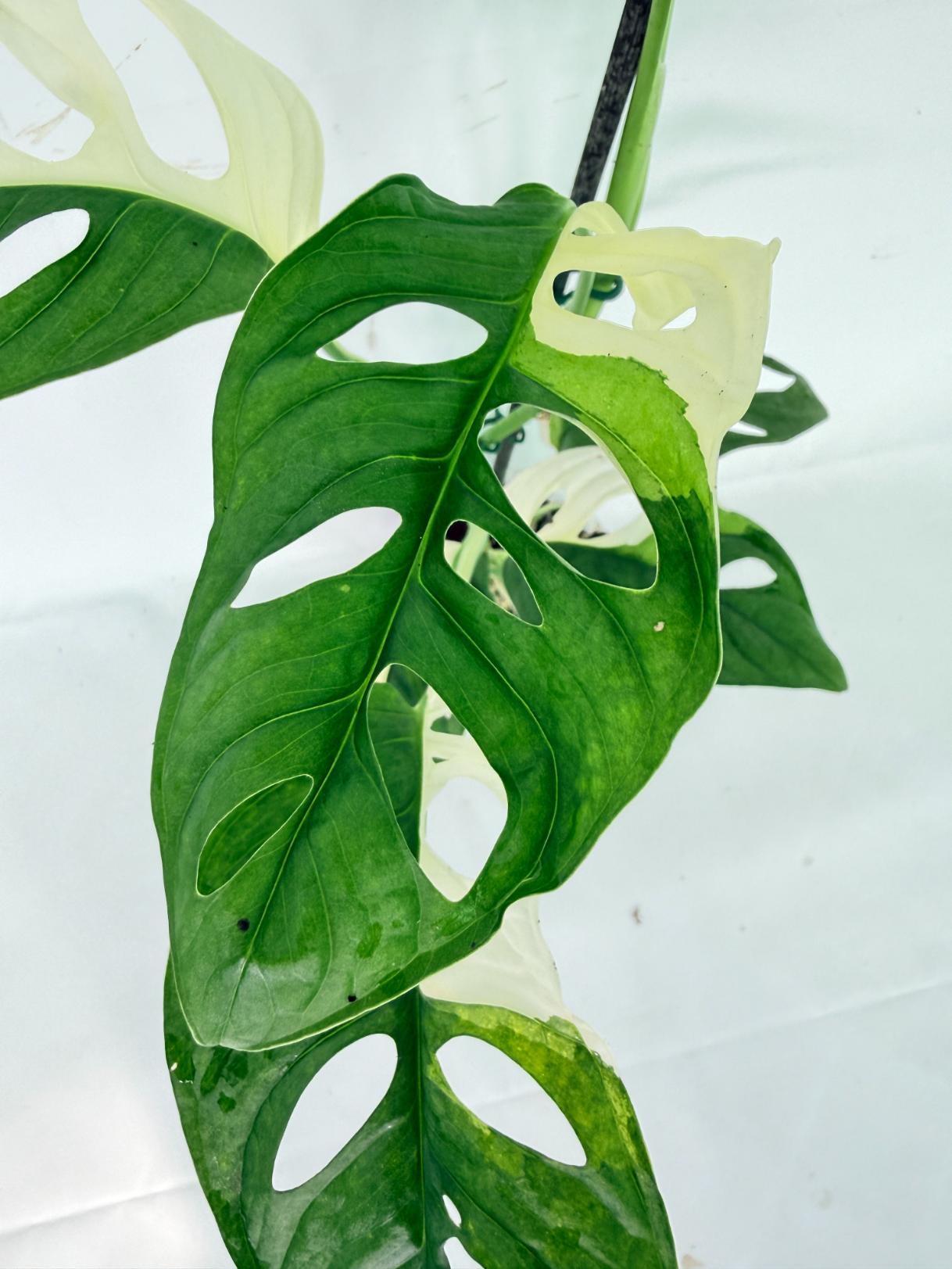 Monstera Adansonii Variegata 05