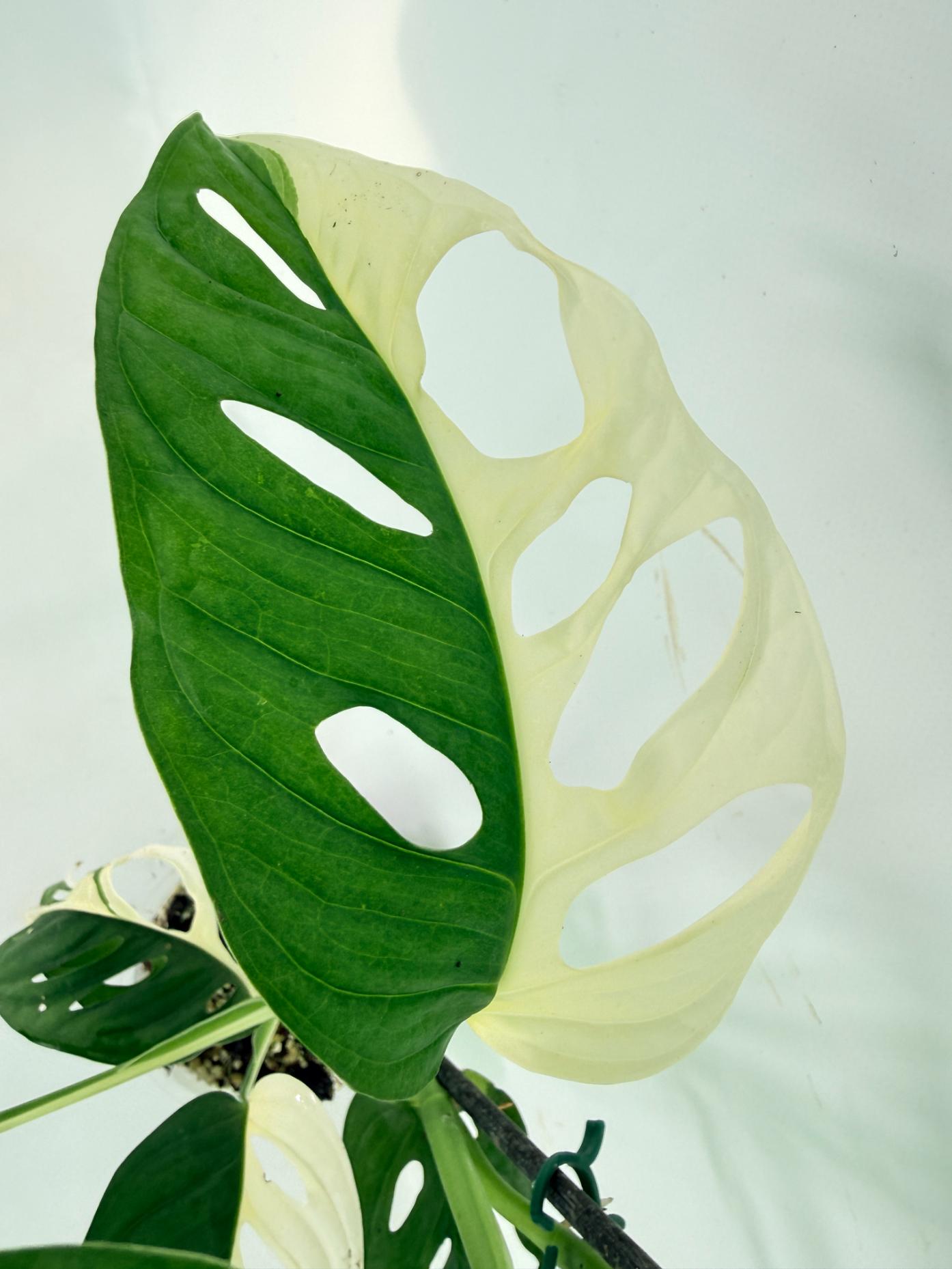 Monstera Adansonii Variegata 07