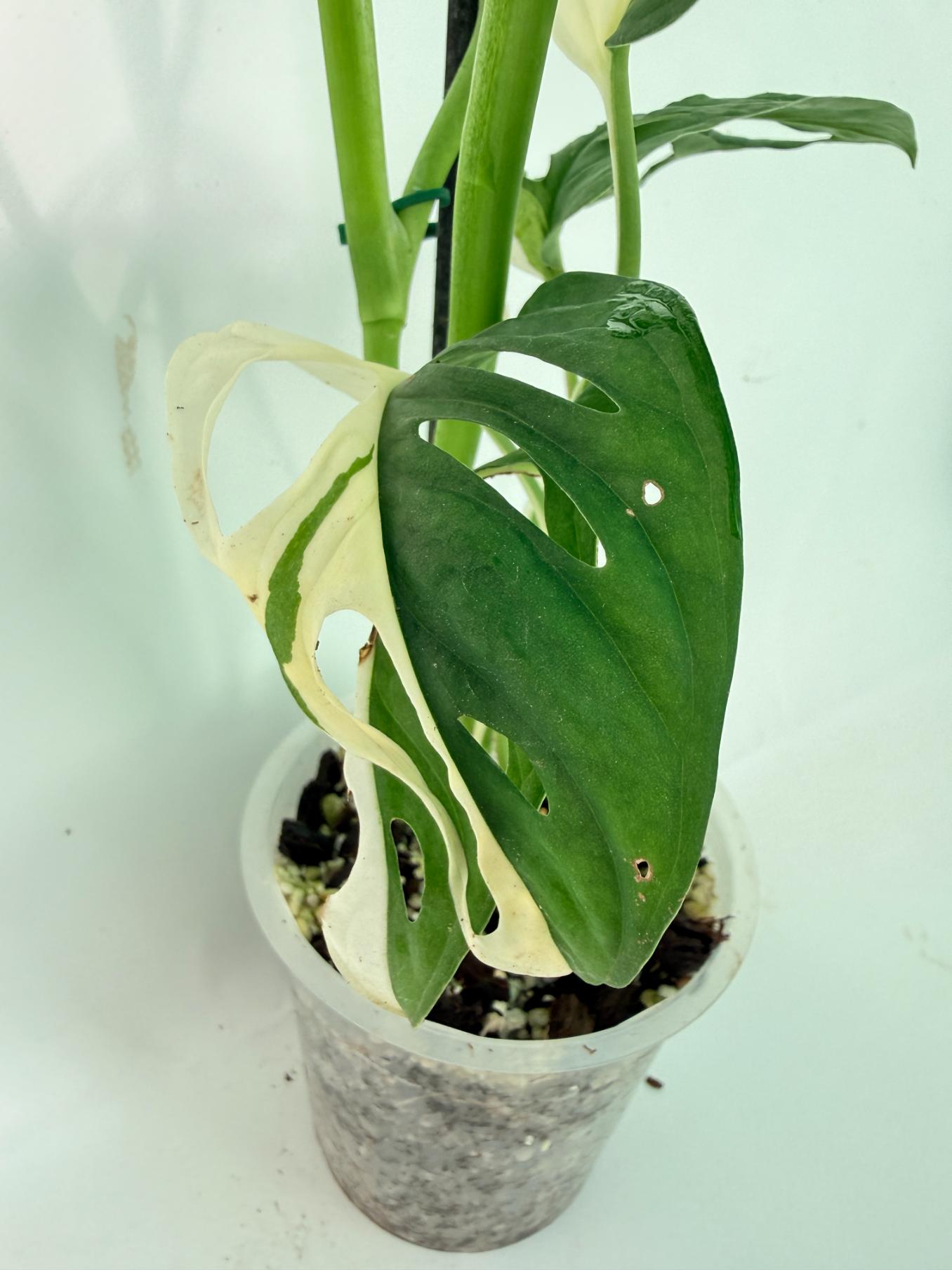 Monstera Adansonii Variegata 08