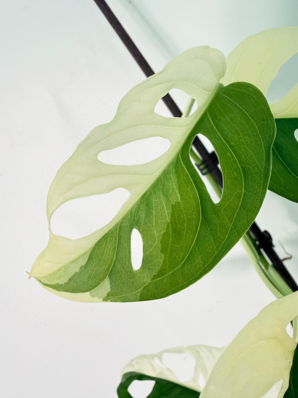 Monstera Adansonii Variegata 08
