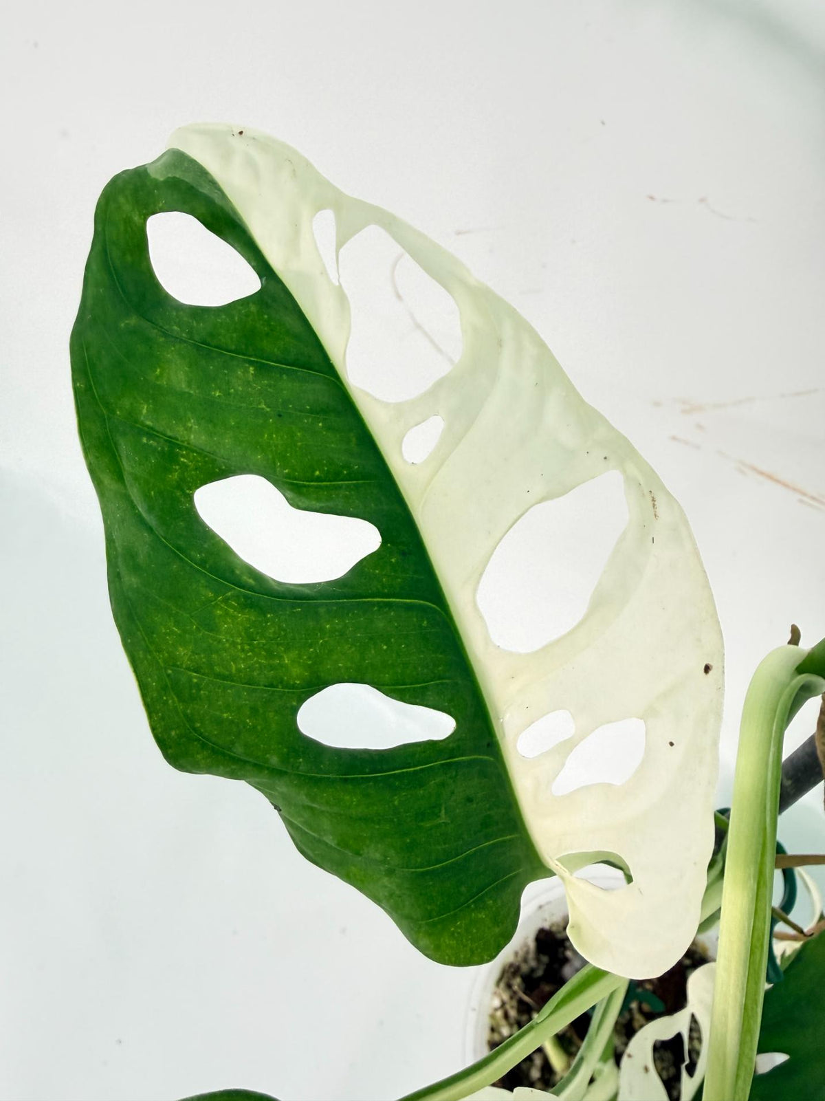 Monstera Adansonii Variegata 09