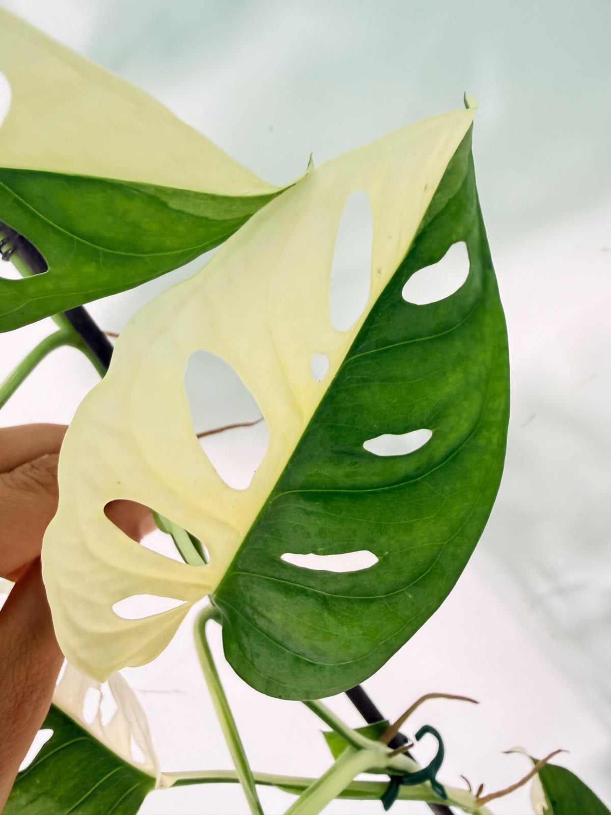 Monstera Adansonii Variegata 10