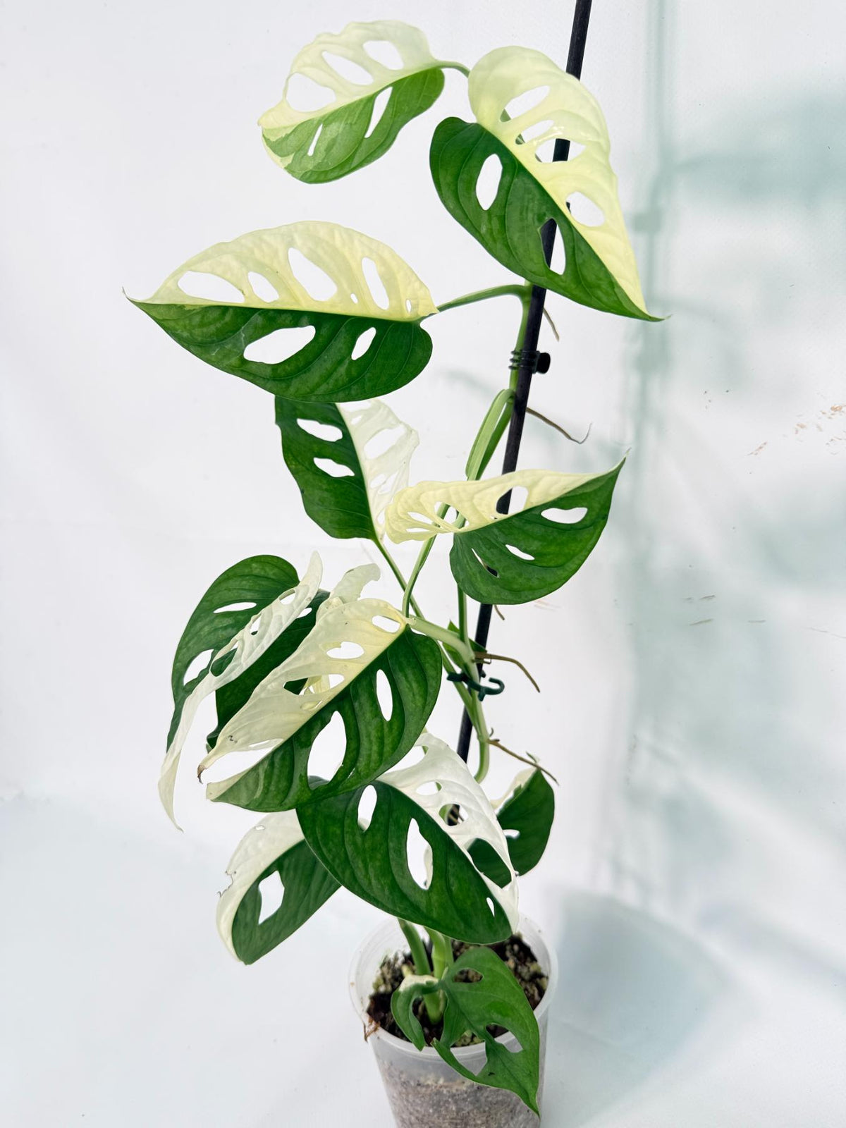 Monstera Adansonii Variegata 01