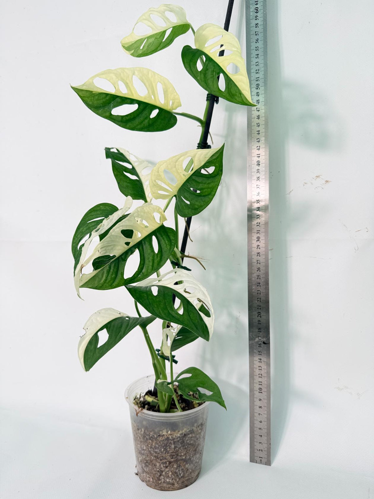 Monstera Adansonii Variegata 11