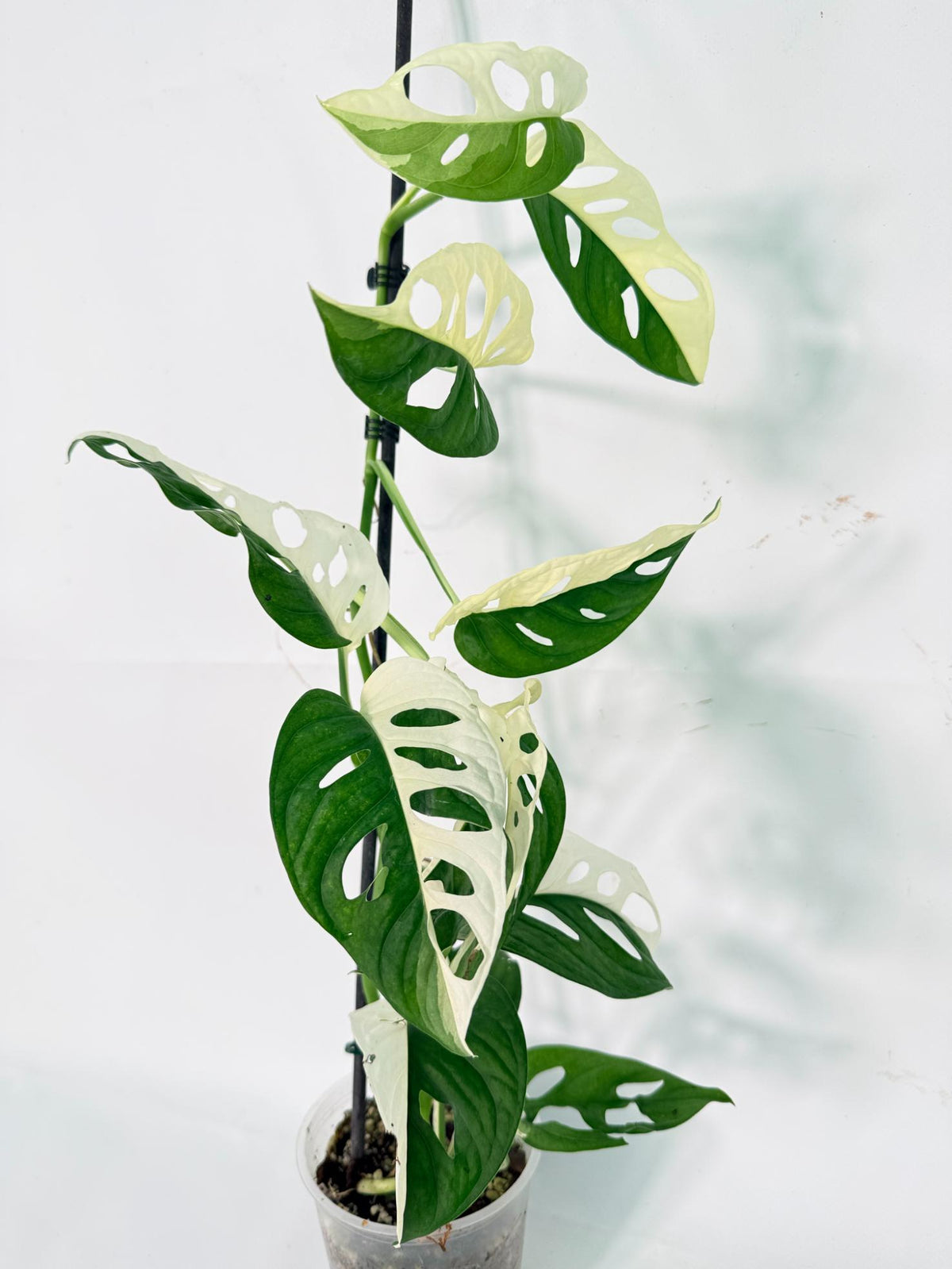 Monstera Adansonii Variegata 02