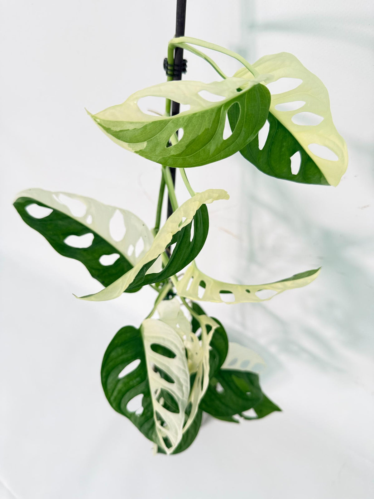 Monstera Adansonii Variegata 03