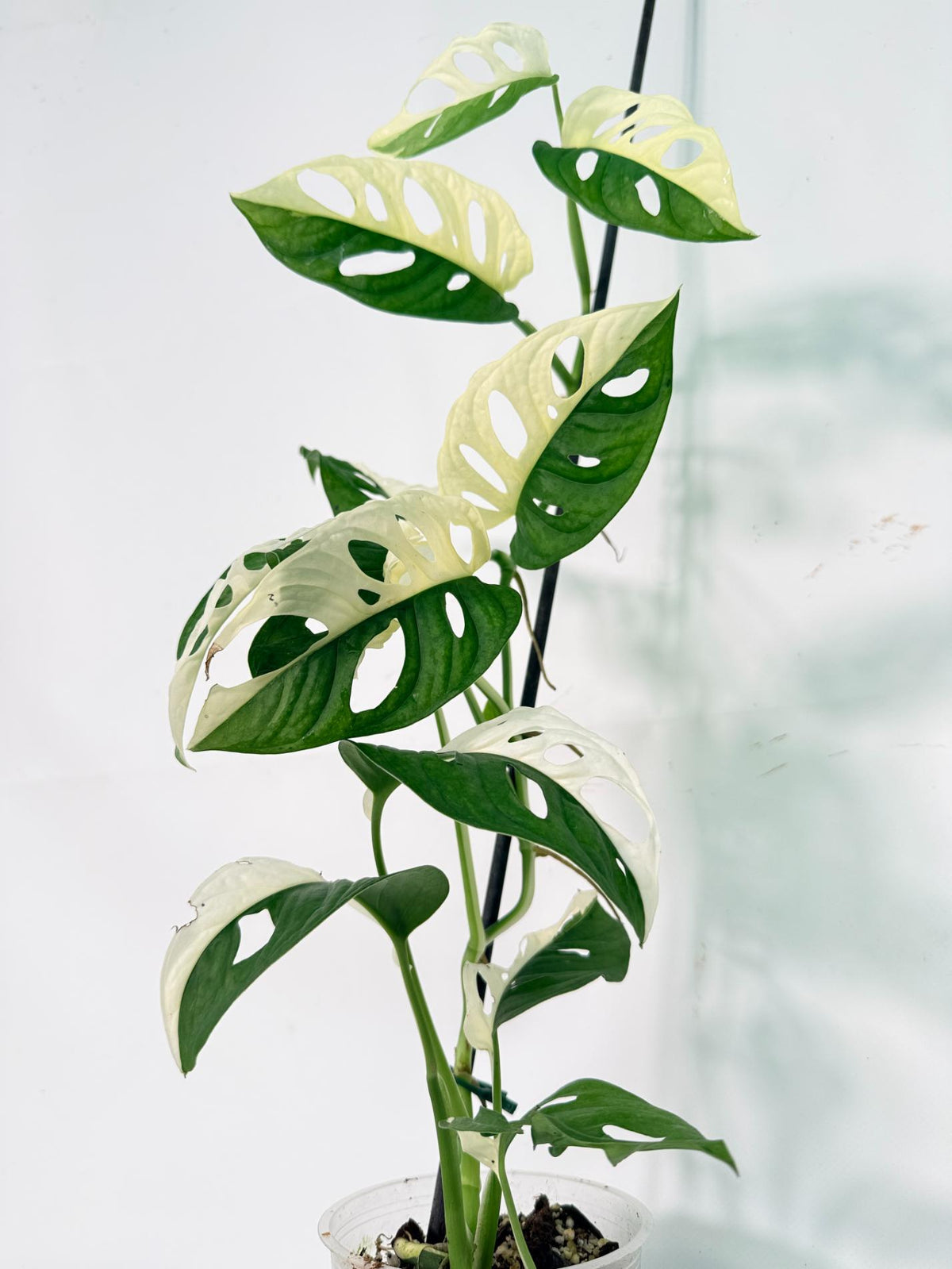 Monstera Adansonii Variegata 04