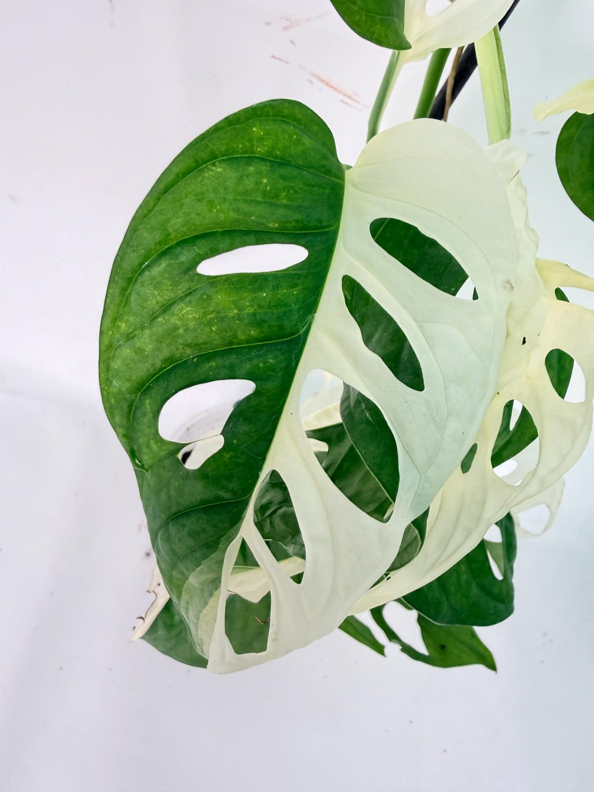 Monstera Adansonii Variegata 05