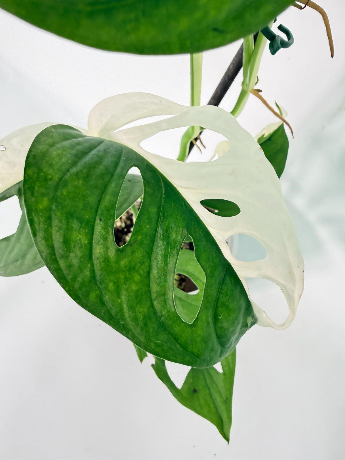 Monstera Adansonii Variegata 06