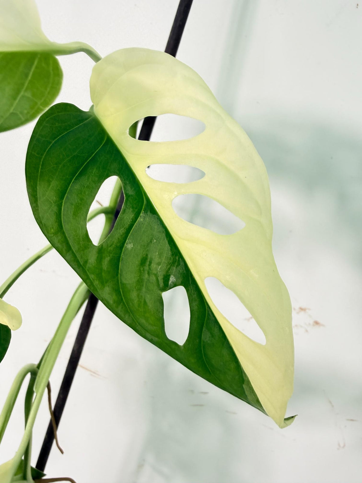 Monstera Adansonii Variegata 07
