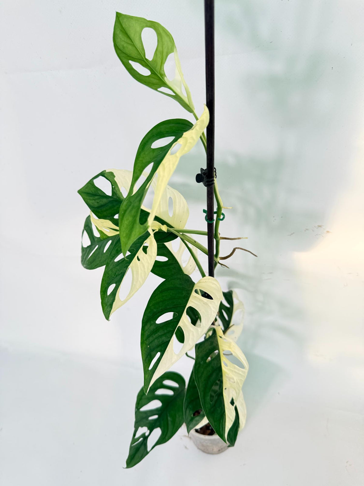 Monstera Adansonii Variegata 08