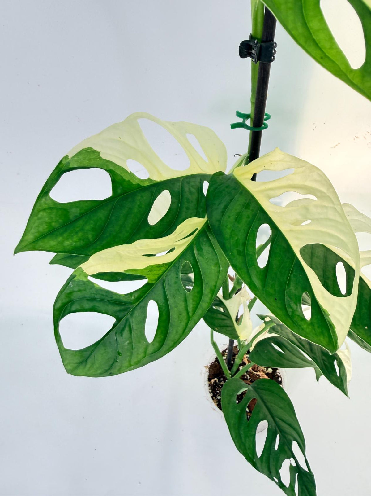 Monstera Adansonii Variegata 09