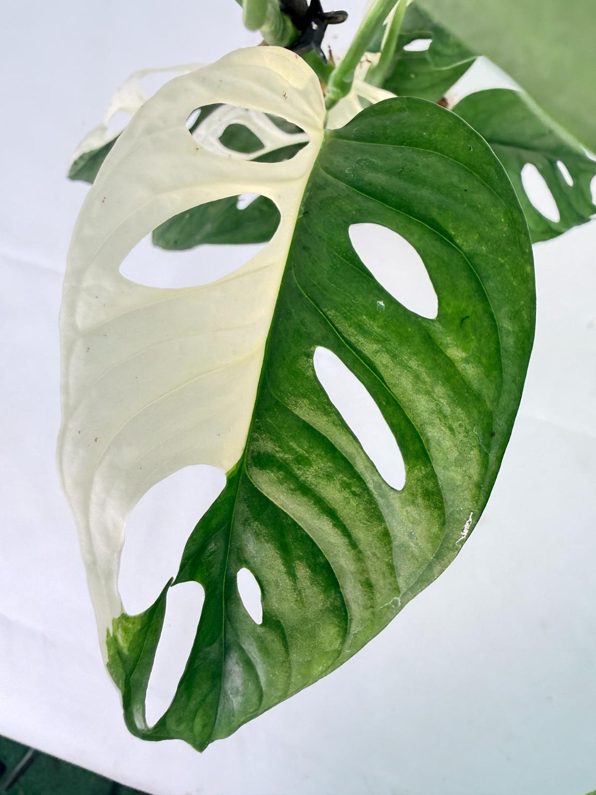 Monstera Adansonii Variegata 10