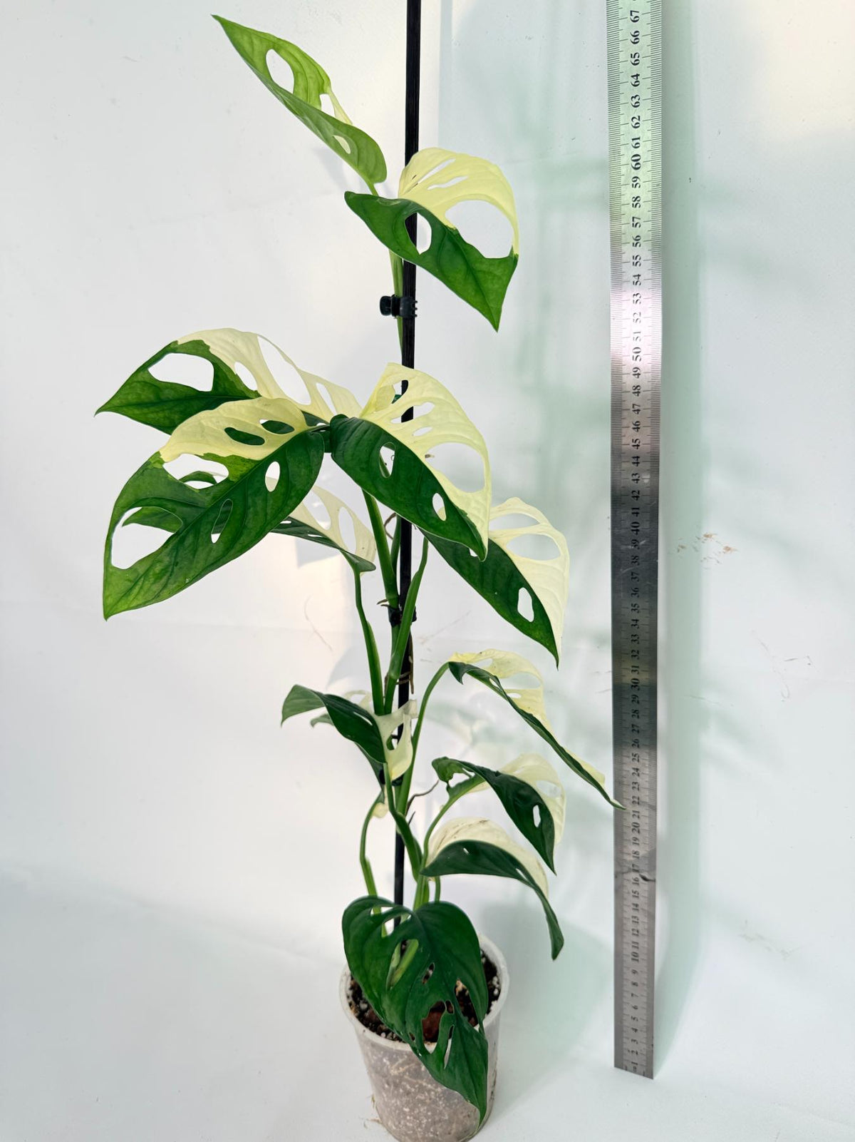 Monstera Adansonii Variegata 11