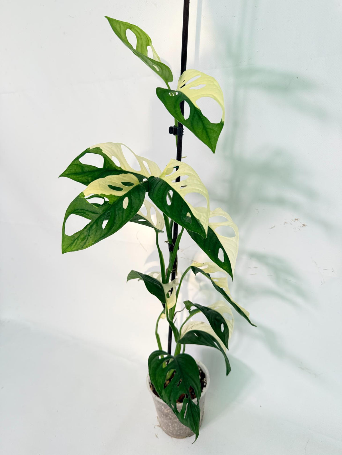 Monstera Adansonii Variegata 01