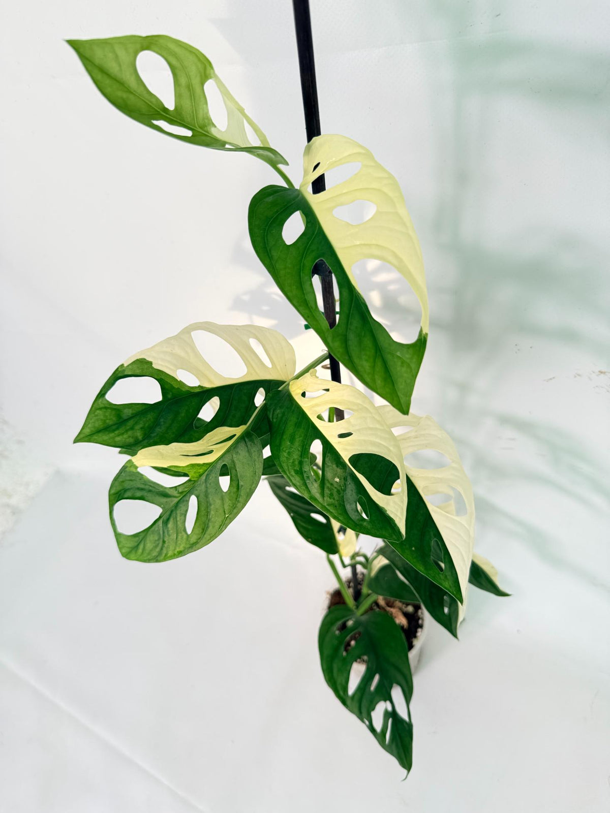Monstera Adansonii Variegata 02