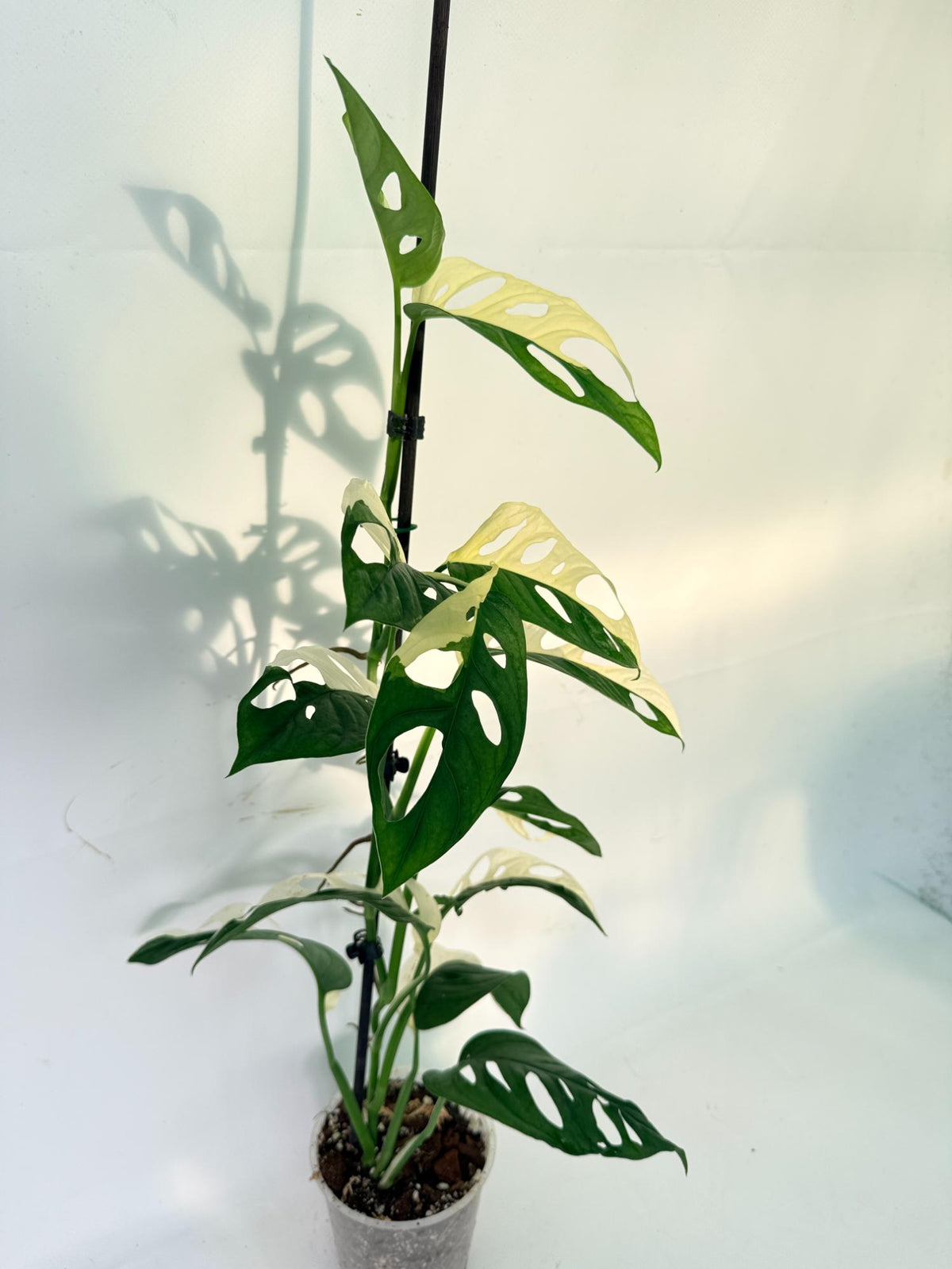 Monstera Adansonii Variegata 03
