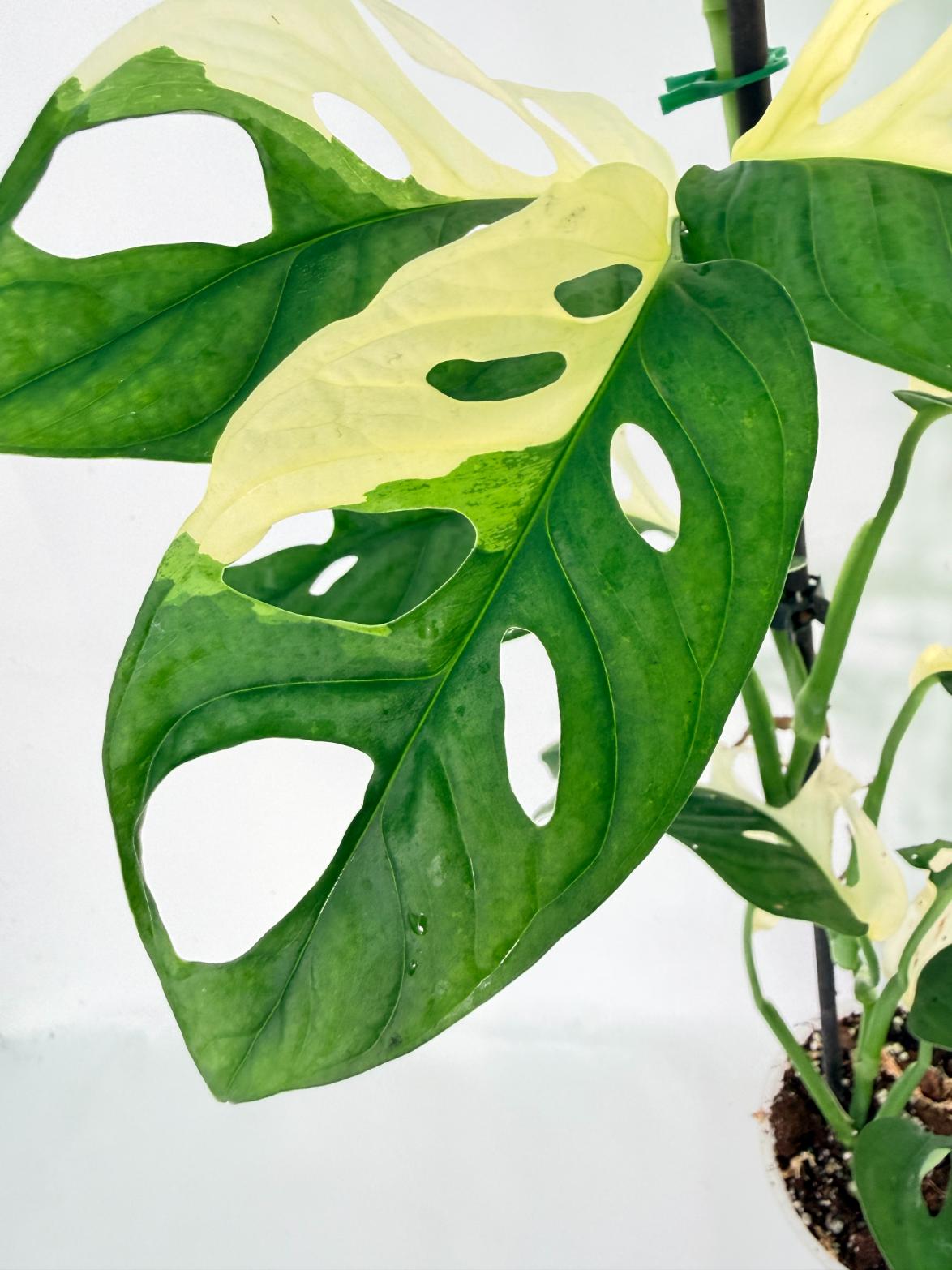 Monstera Adansonii Variegata 04