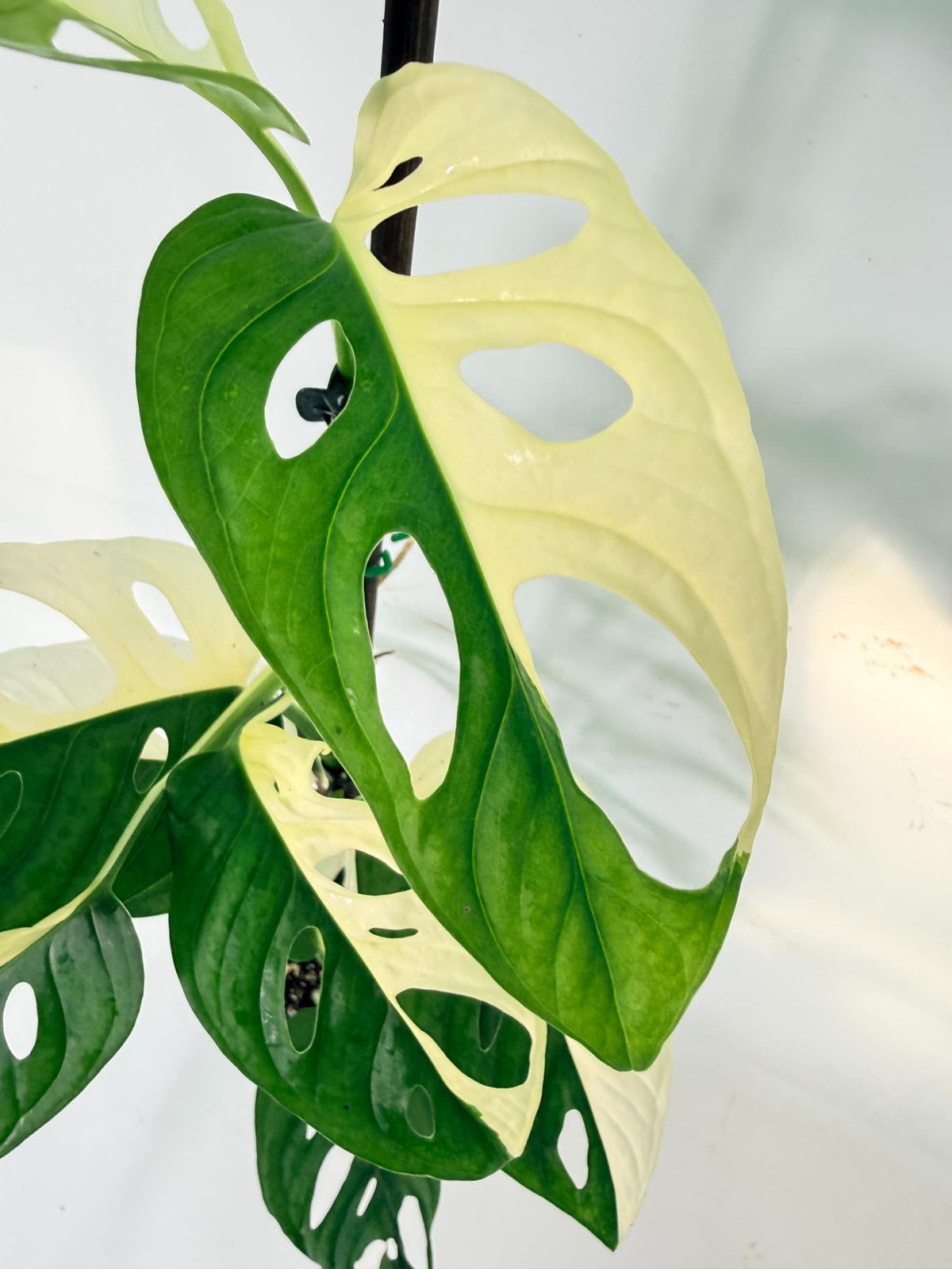 Monstera Adansonii Variegata 05