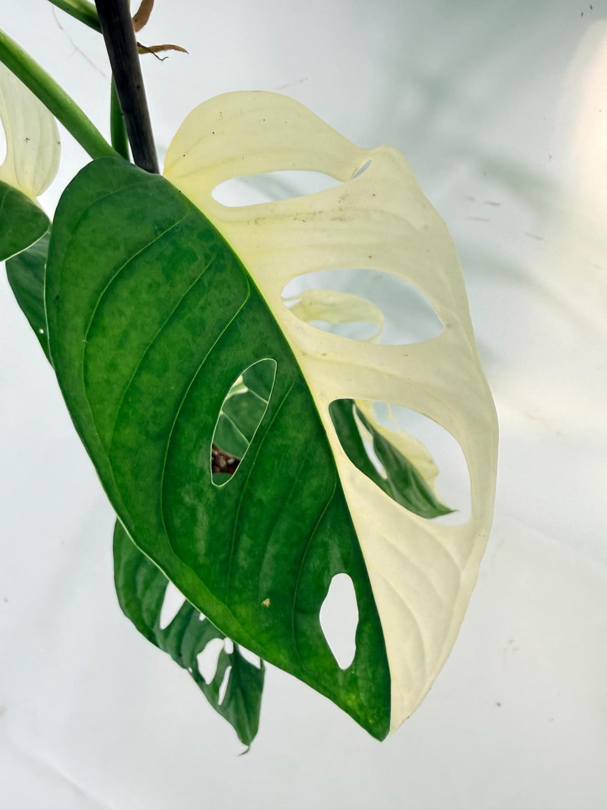 Monstera Adansonii Variegata 06