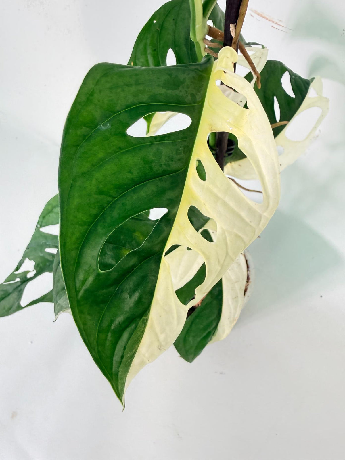 Monstera Adansonii Variegata 07