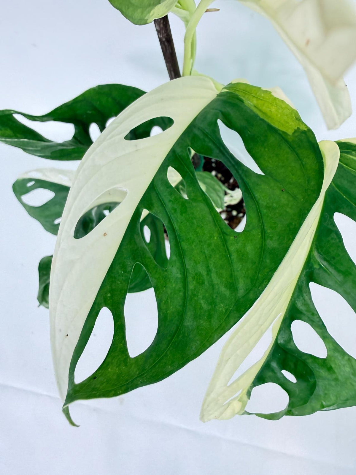 Monstera Adansonii Variegata 08