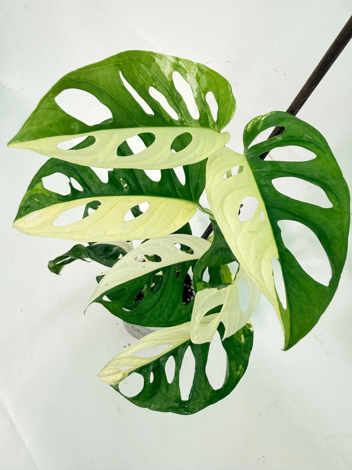Monstera Adansonii Variegata 09