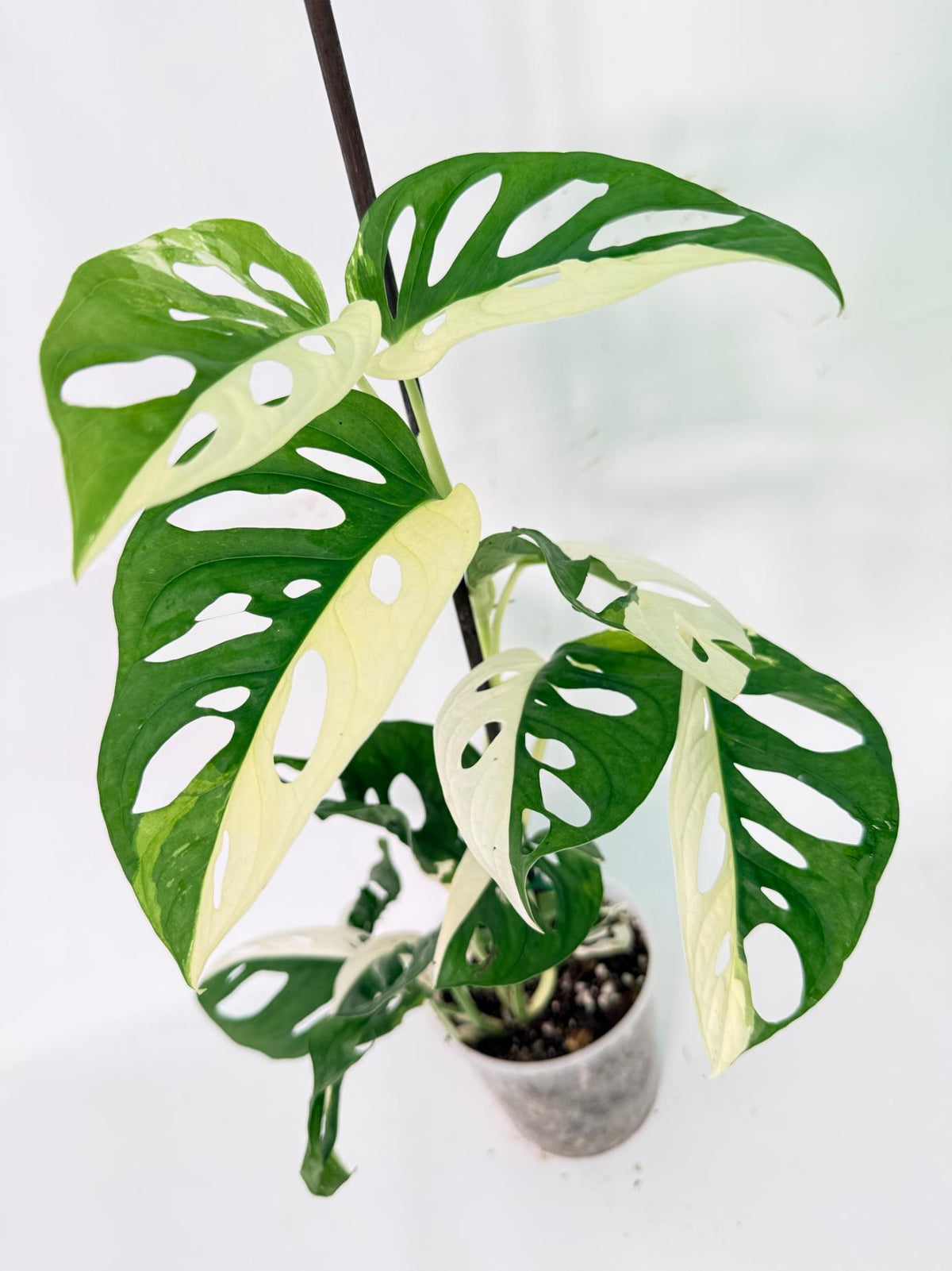 Monstera Adansonii Variegata 10