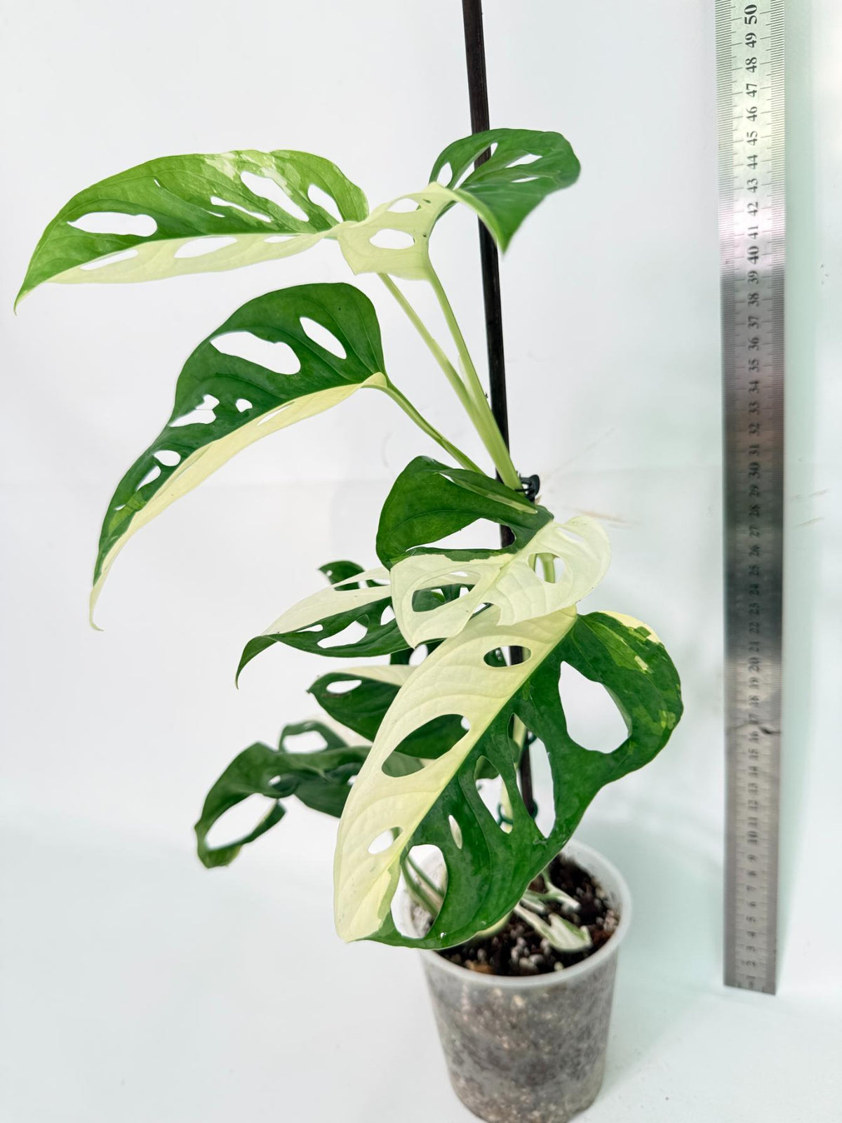 Monstera Adansonii Variegata 11