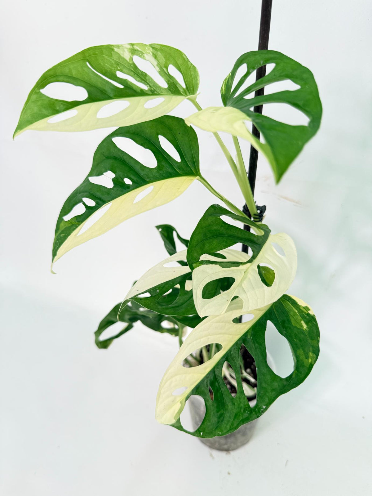Monstera Adansonii Variegata 01