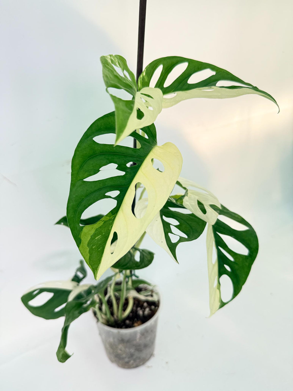 Monstera Adansonii Variegata 02