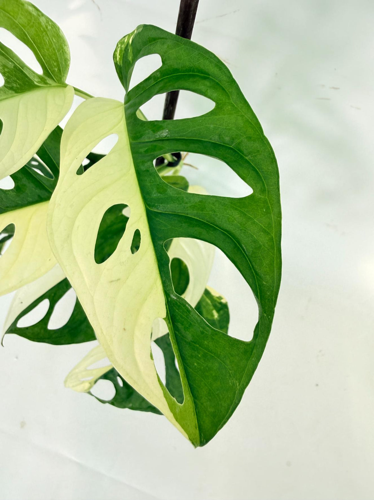 Monstera Adansonii Variegata 03
