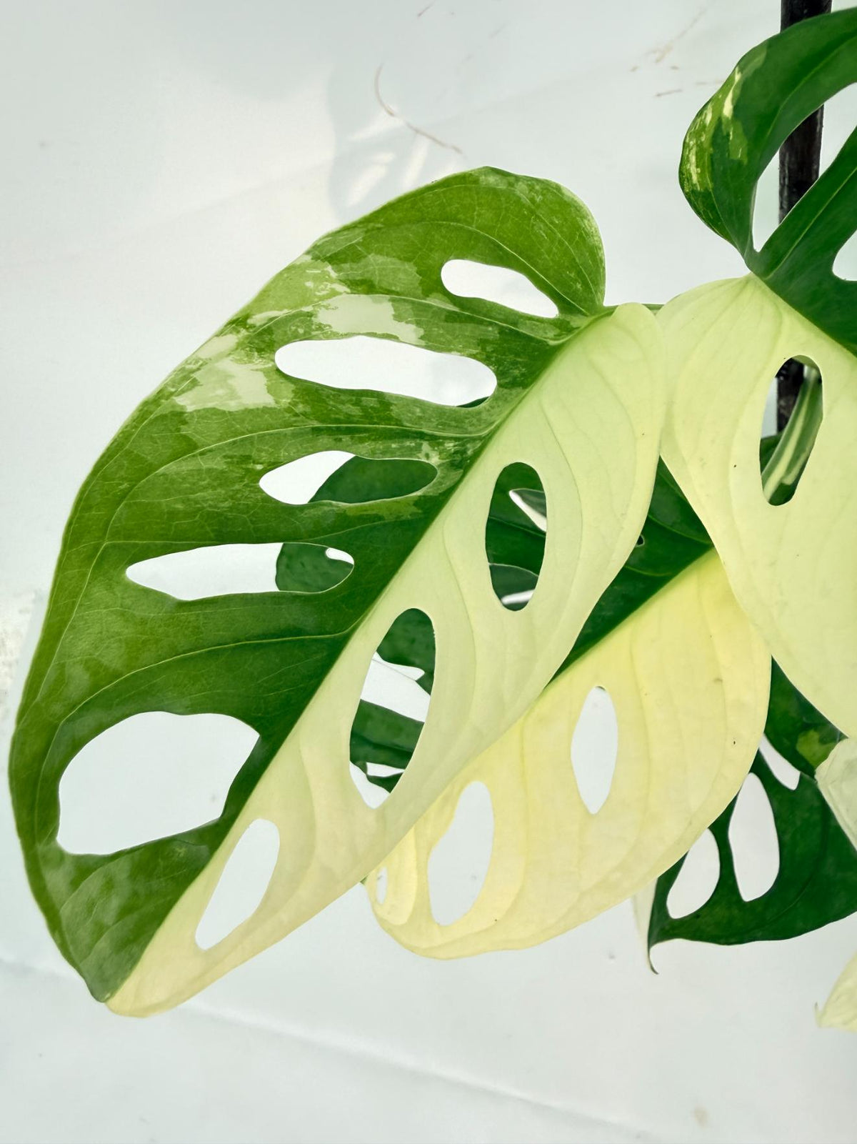 Monstera Adansonii Variegata 04