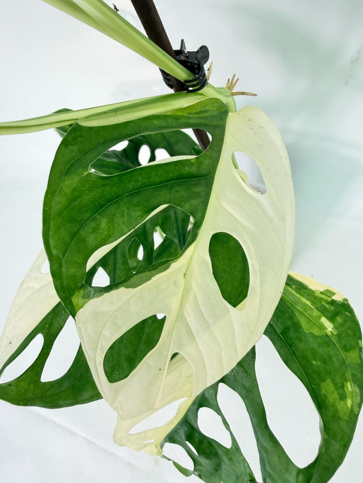 Monstera Adansonii Variegata 05