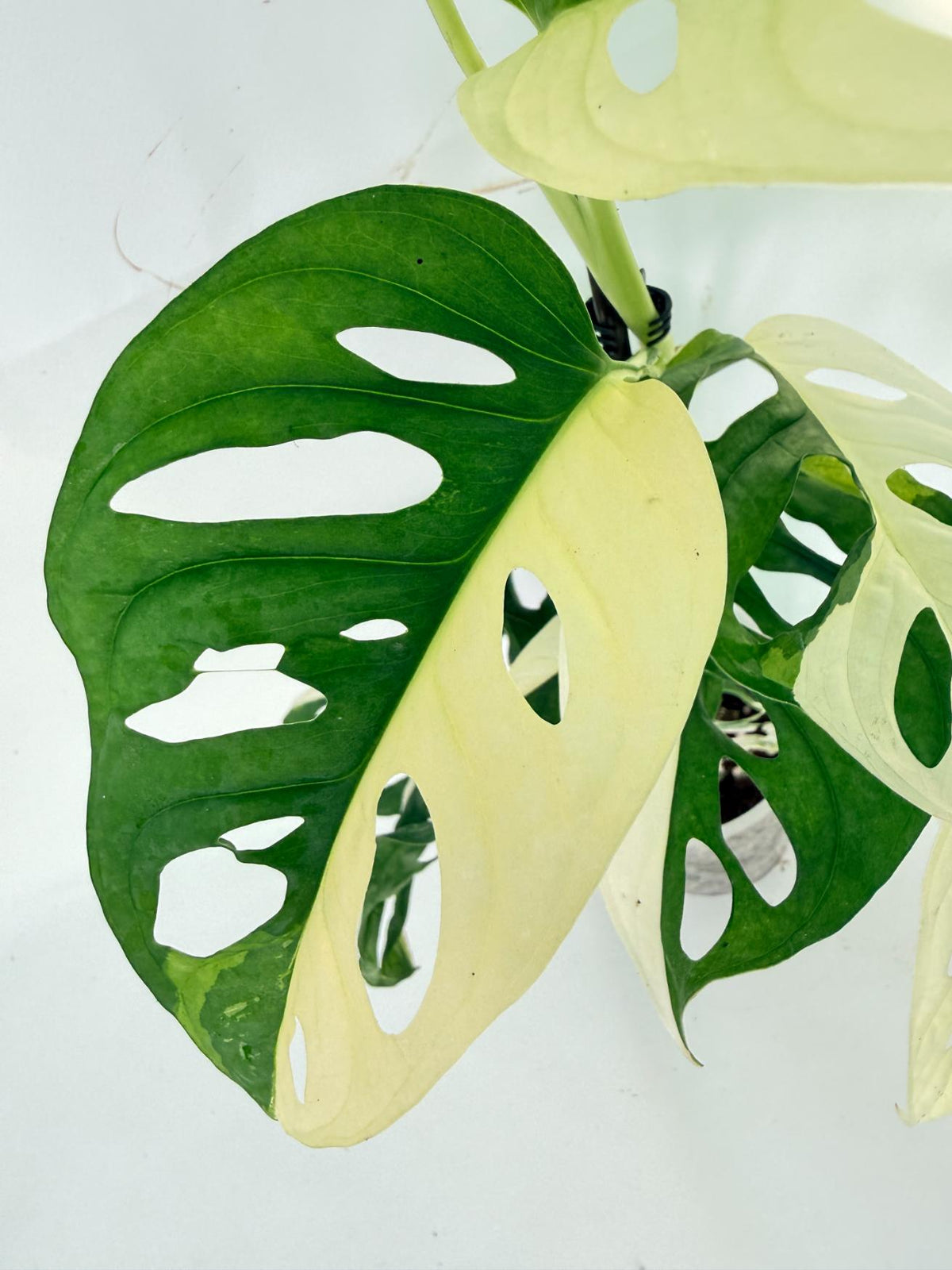Monstera Adansonii Variegata 06