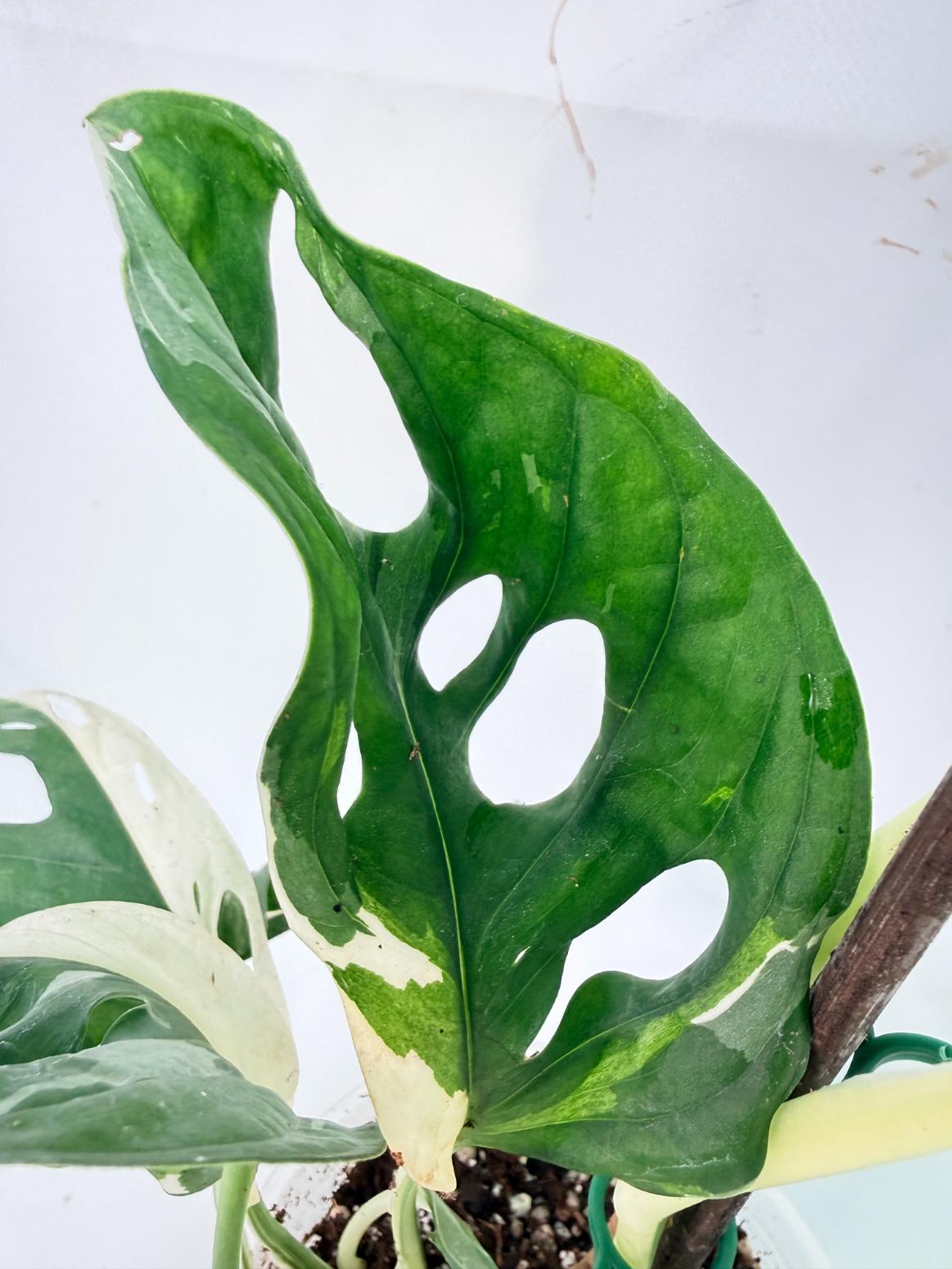 Monstera Adansonii Variegata 07