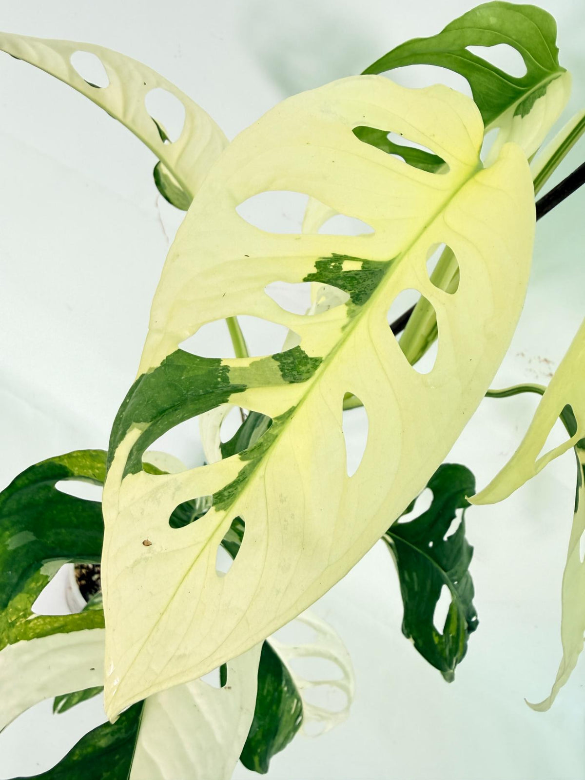 Monstera Adansonii Variegata 08