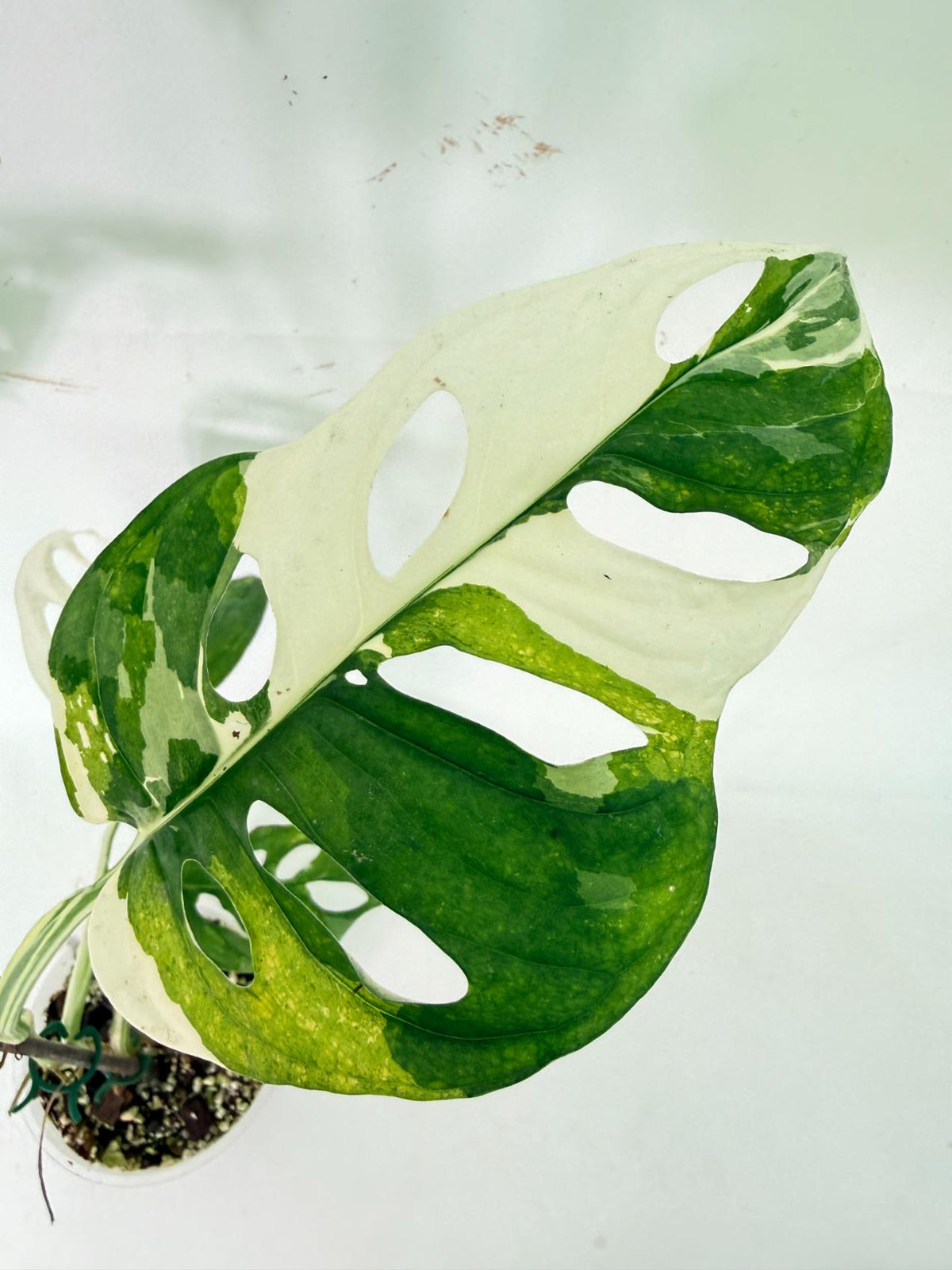 Monstera Adansonii Variegata 09