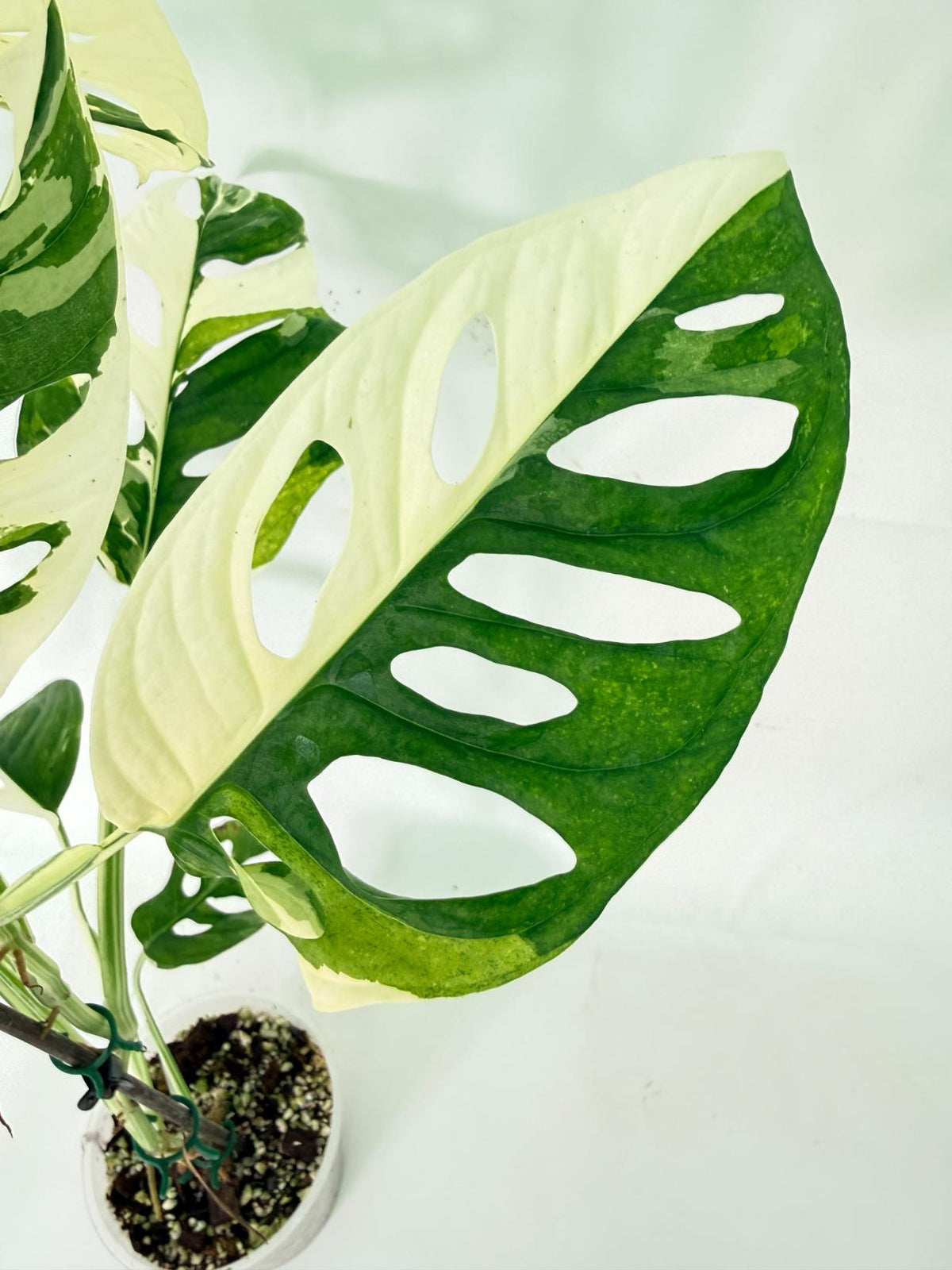 Monstera Adansonii Variegata 10