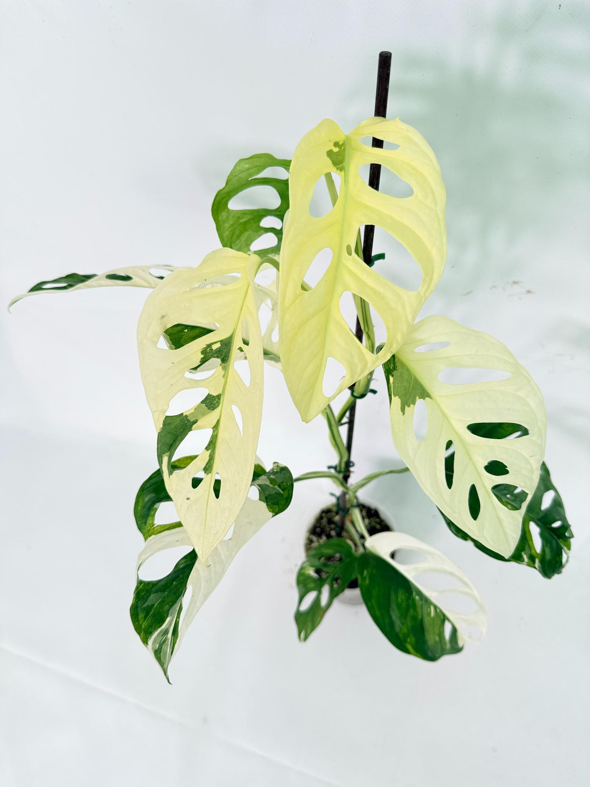 Monstera Adansonii Variegata 11