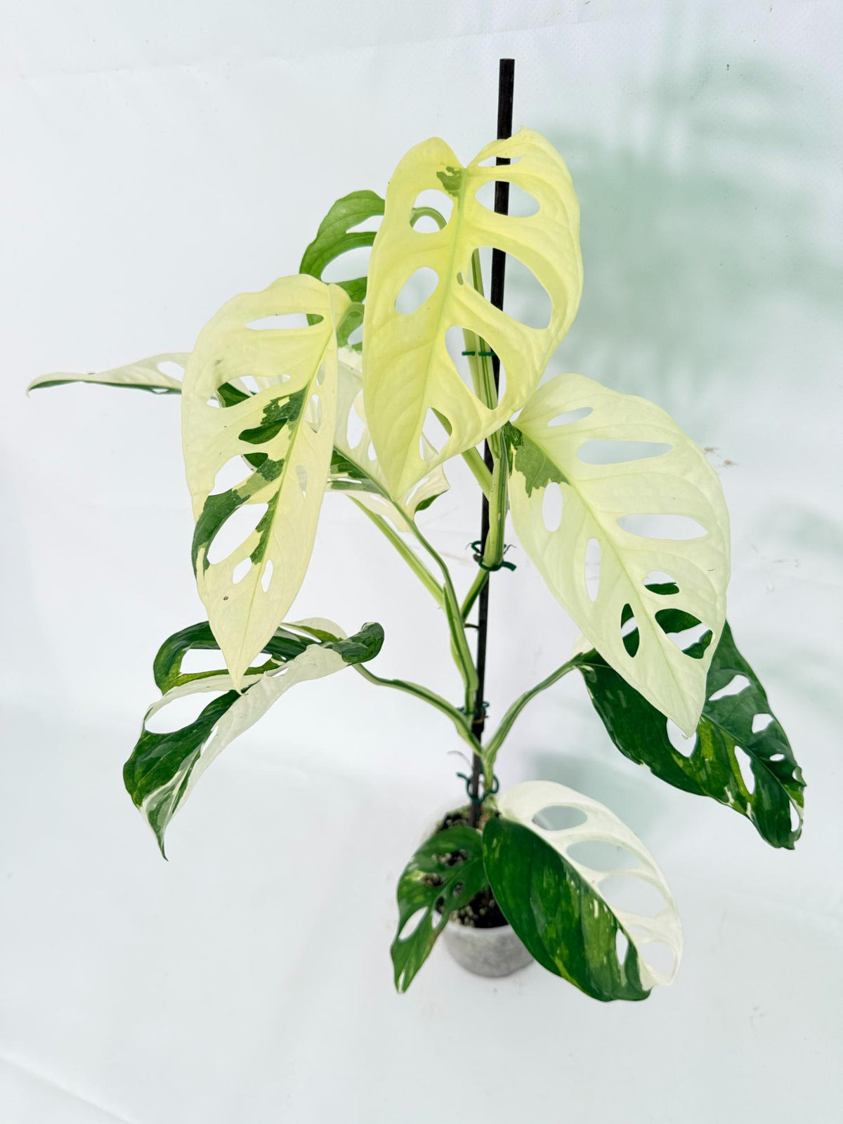 Monstera Adansonii Variegata 12