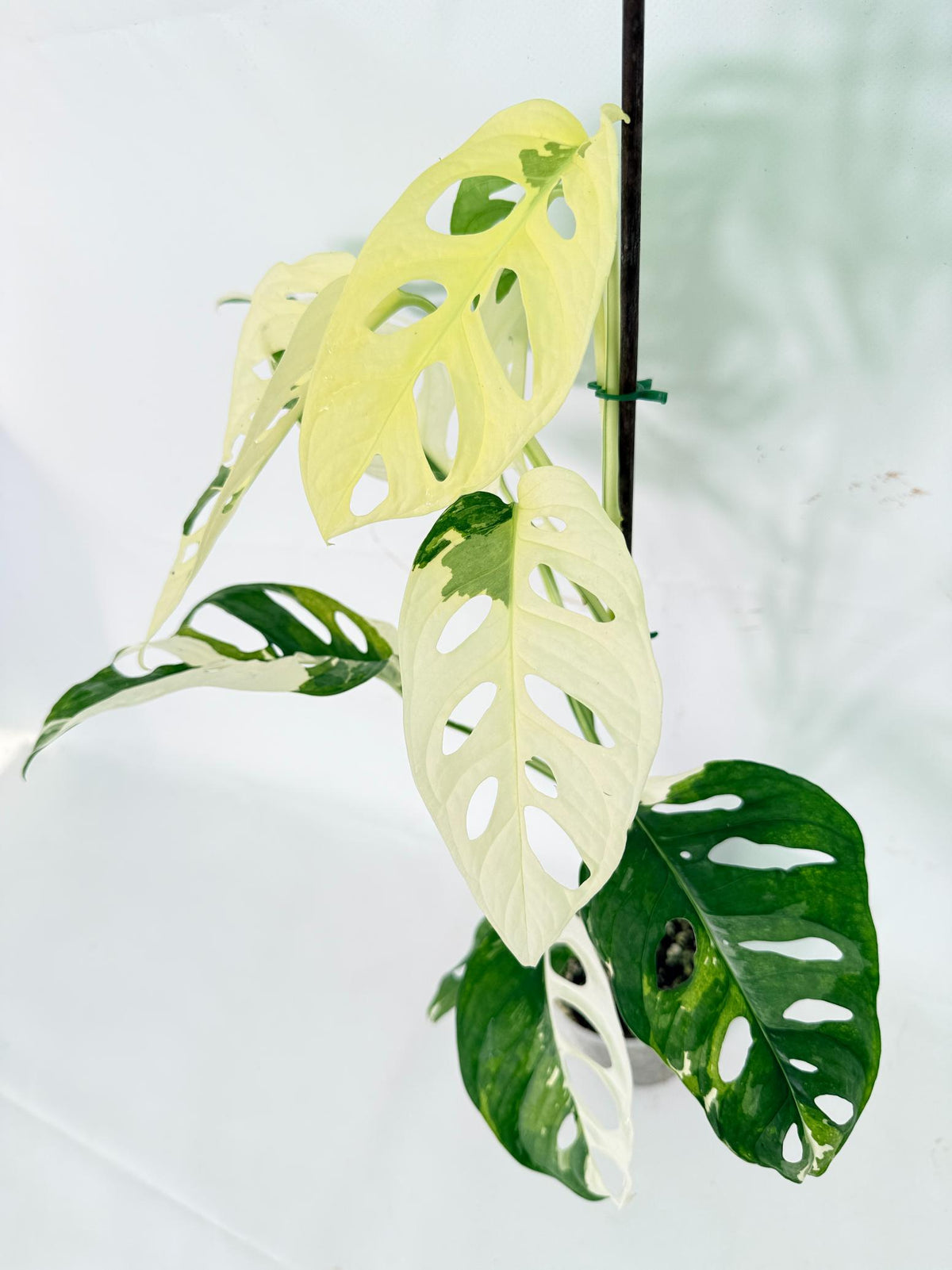 Monstera Adansonii Variegata 13