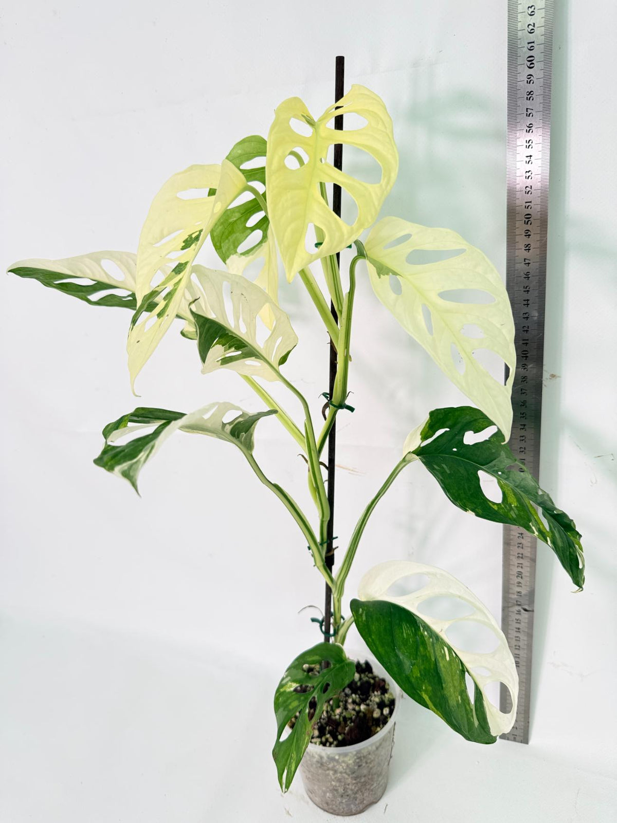 Monstera Adansonii Variegata 14