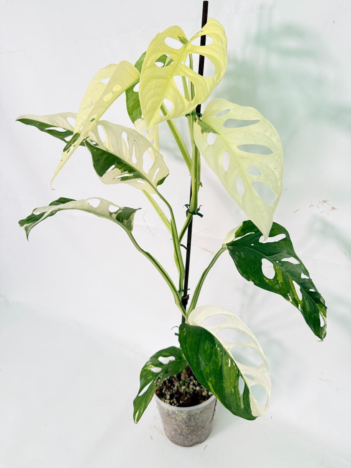 Monstera Adansonii Variegata 01