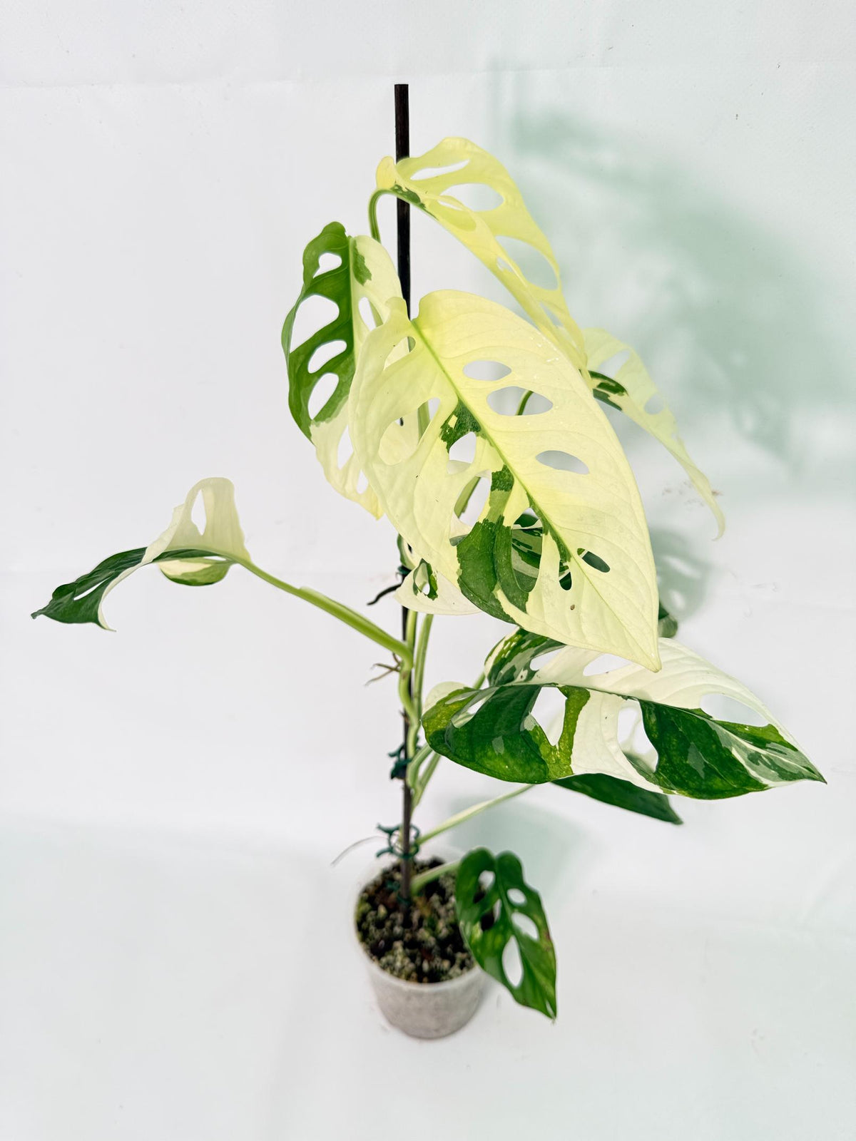 Monstera Adansonii Variegata 02