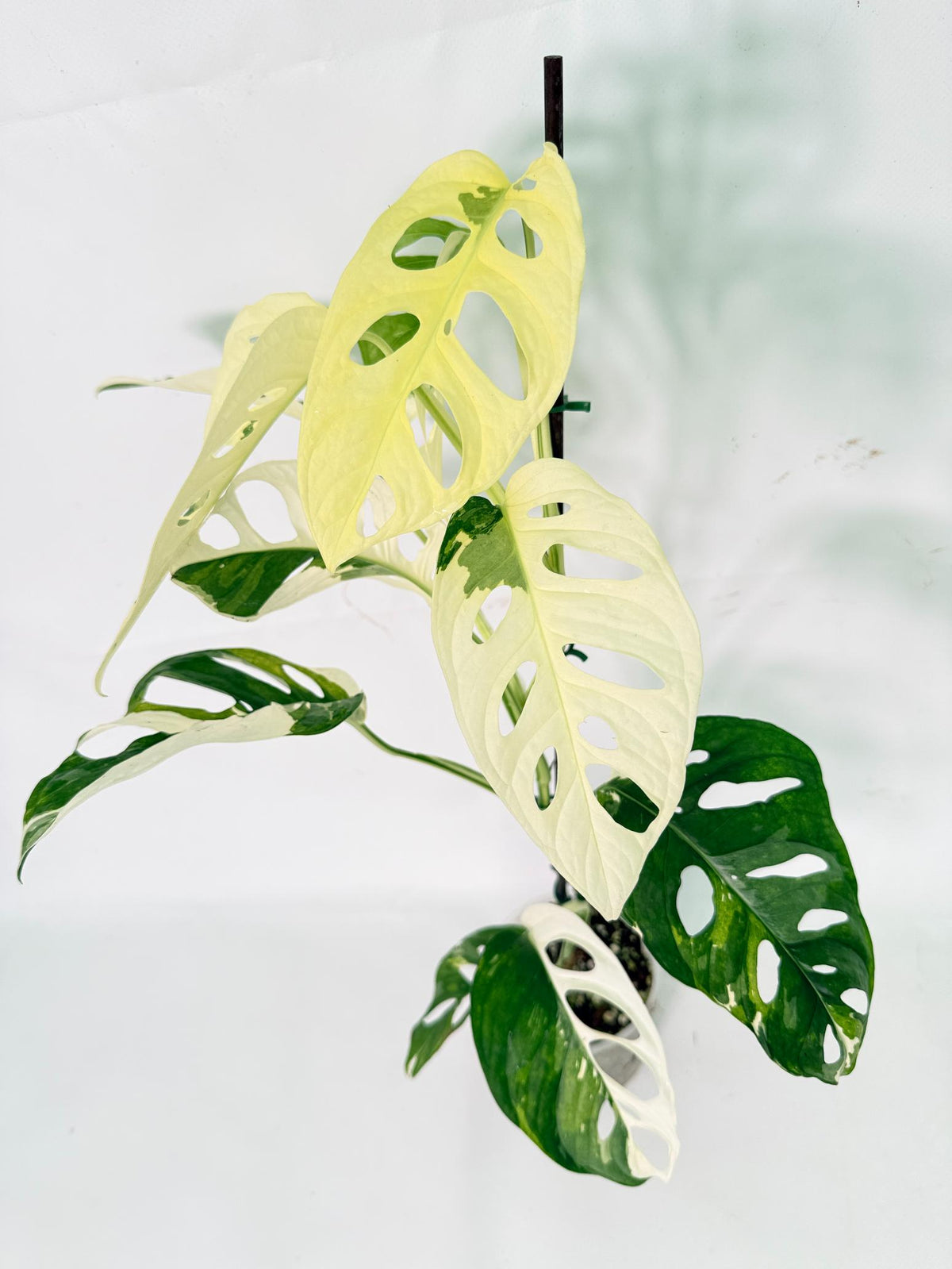 Monstera Adansonii Variegata 03