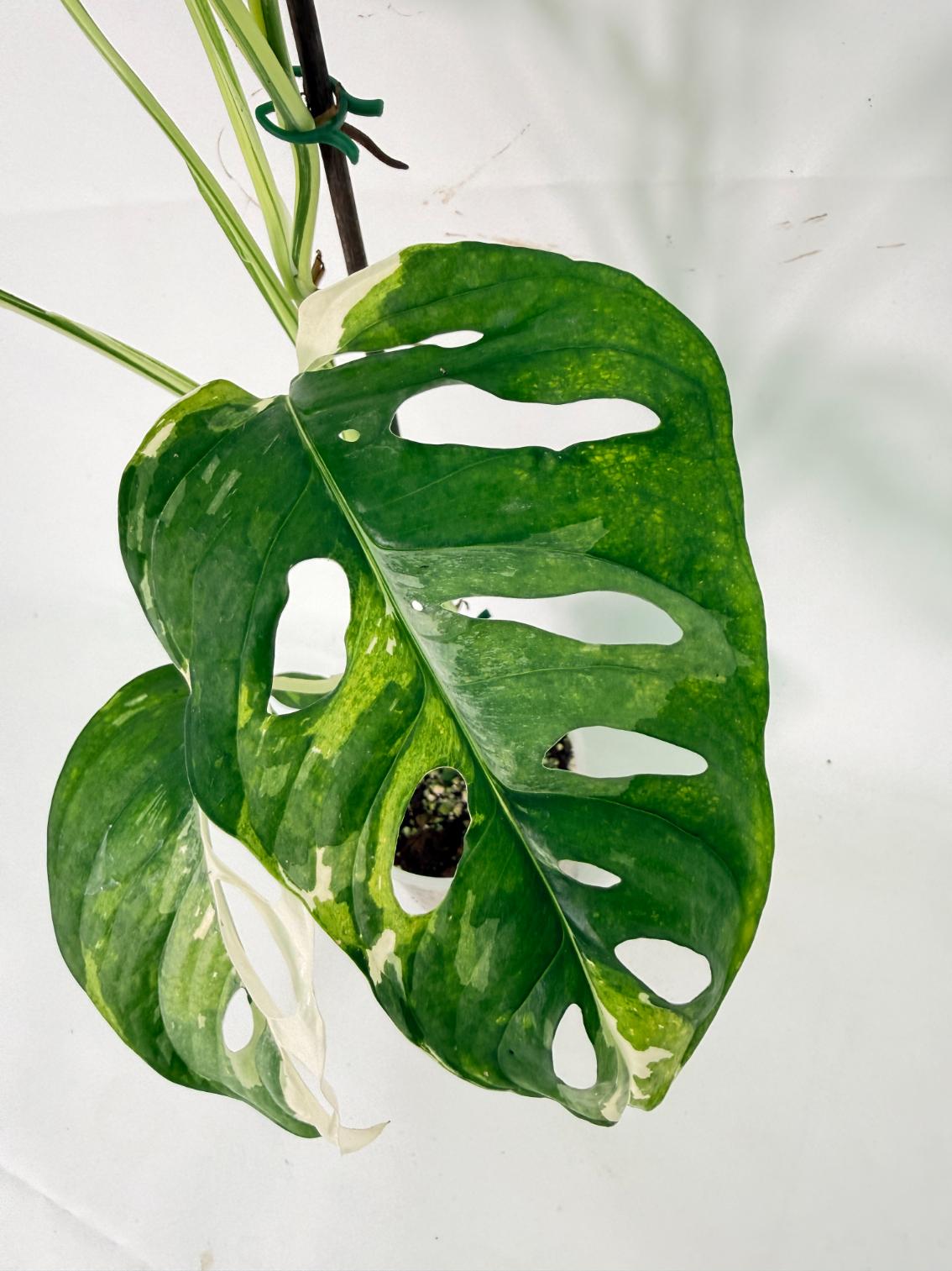 Monstera Adansonii Variegata 04