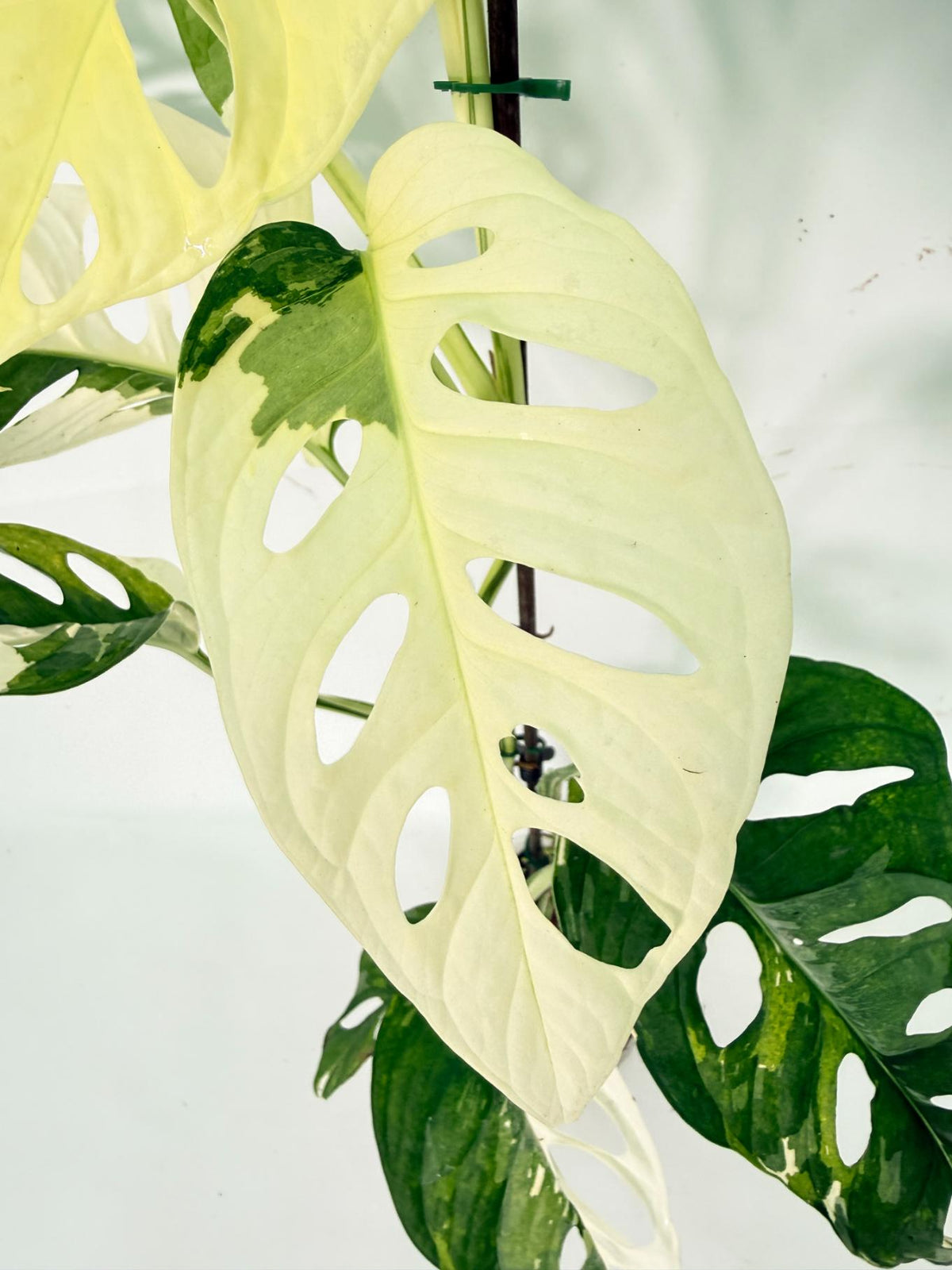 Monstera Adansonii Variegata 05