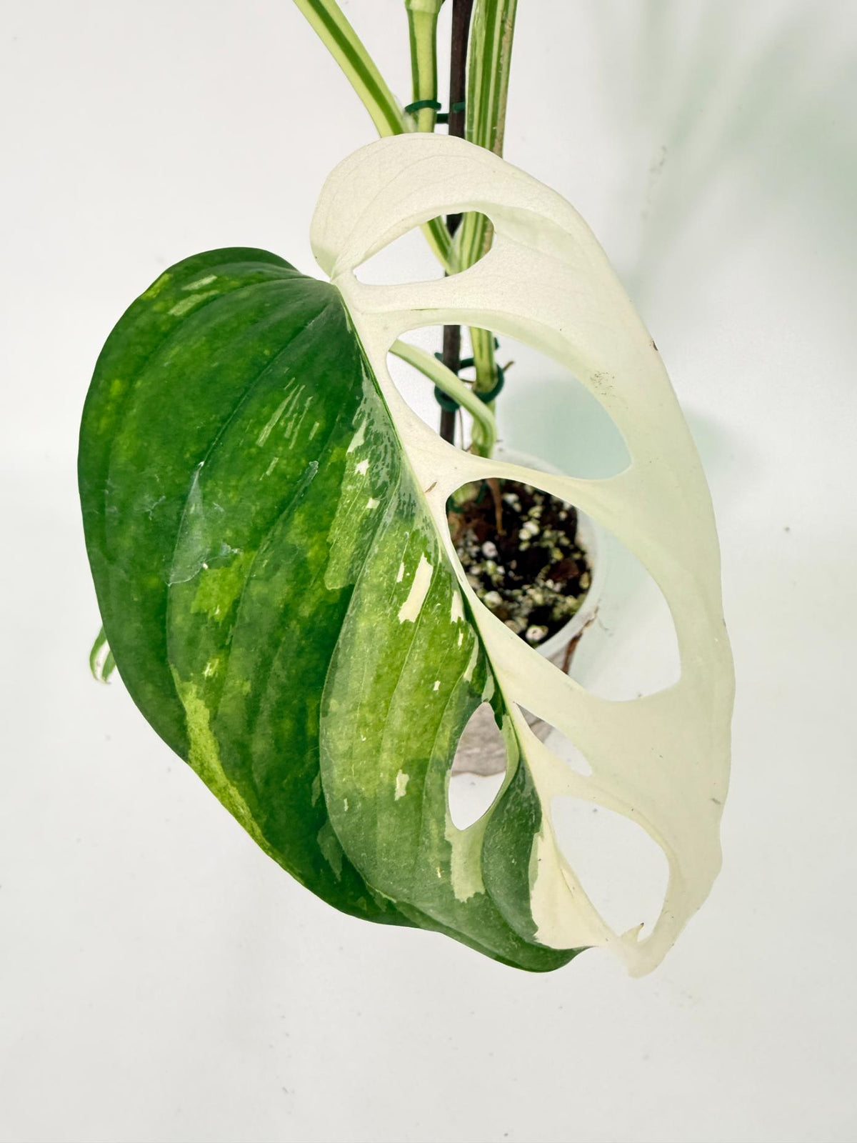 Monstera Adansonii Variegata 06